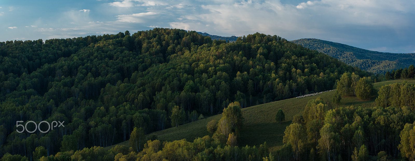 Nikon D810 + Nikon AF-Nikkor 80-200mm F2.8D ED sample photo. Herd of sheep in the forest and mountains photography