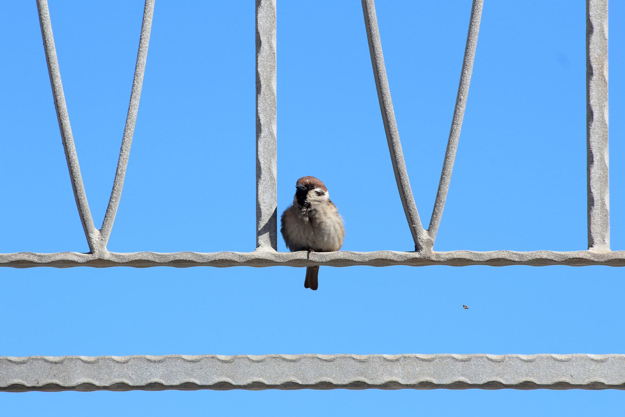 Canon EOS 1300D (EOS Rebel T6 / EOS Kiss X80) sample photo. Little bird photography
