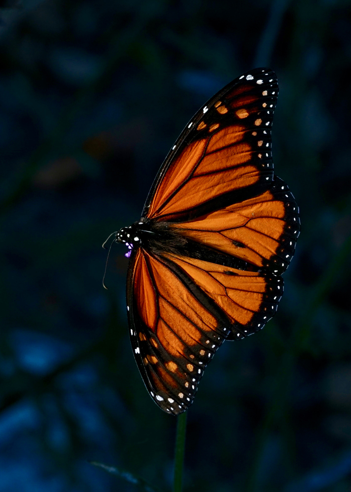 Sony FE 90mm F2.8 Macro G OSS sample photo. Monarch - october, 2016 photography