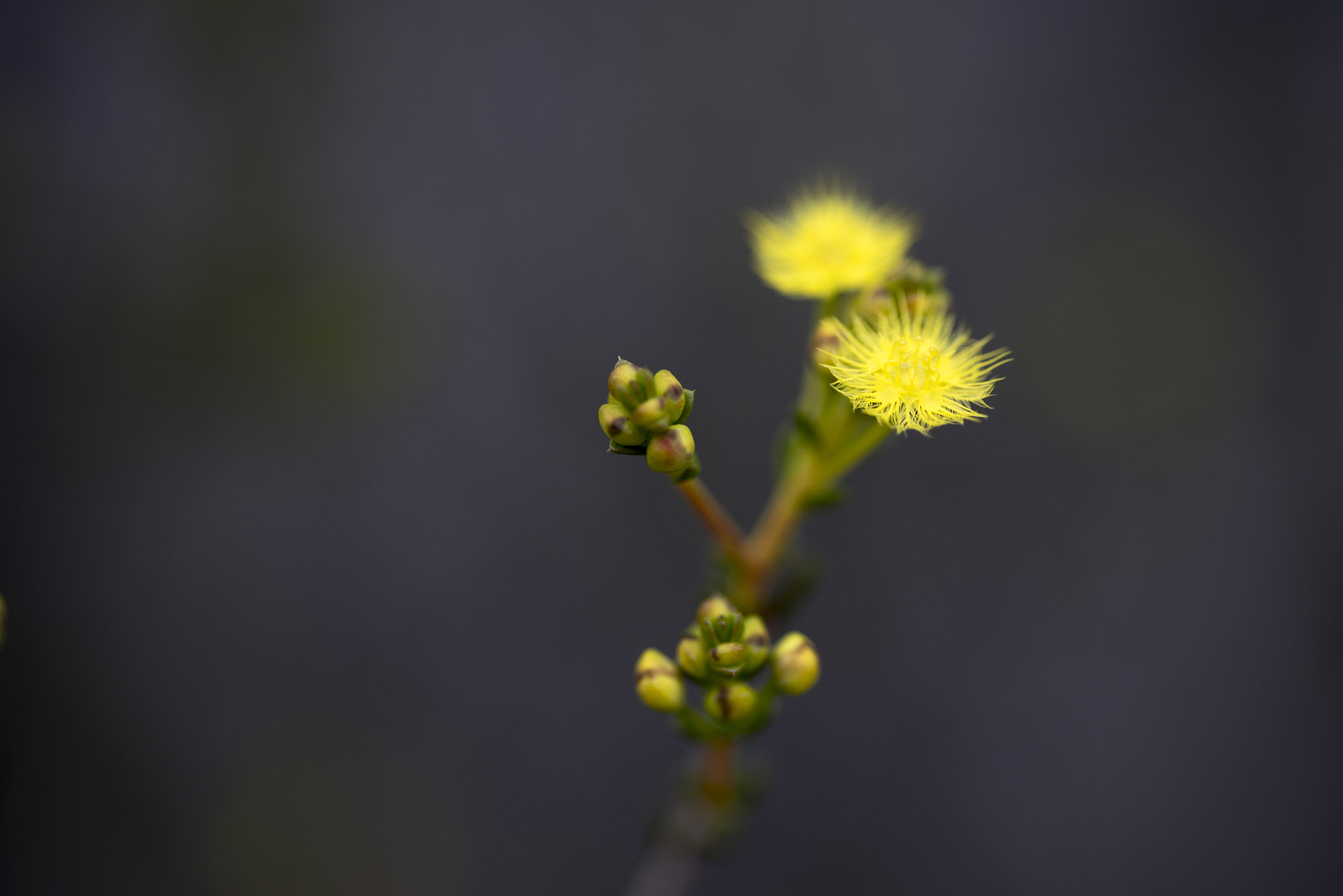 Nikon D810 sample photo. Unseen beauty of western australia photography
