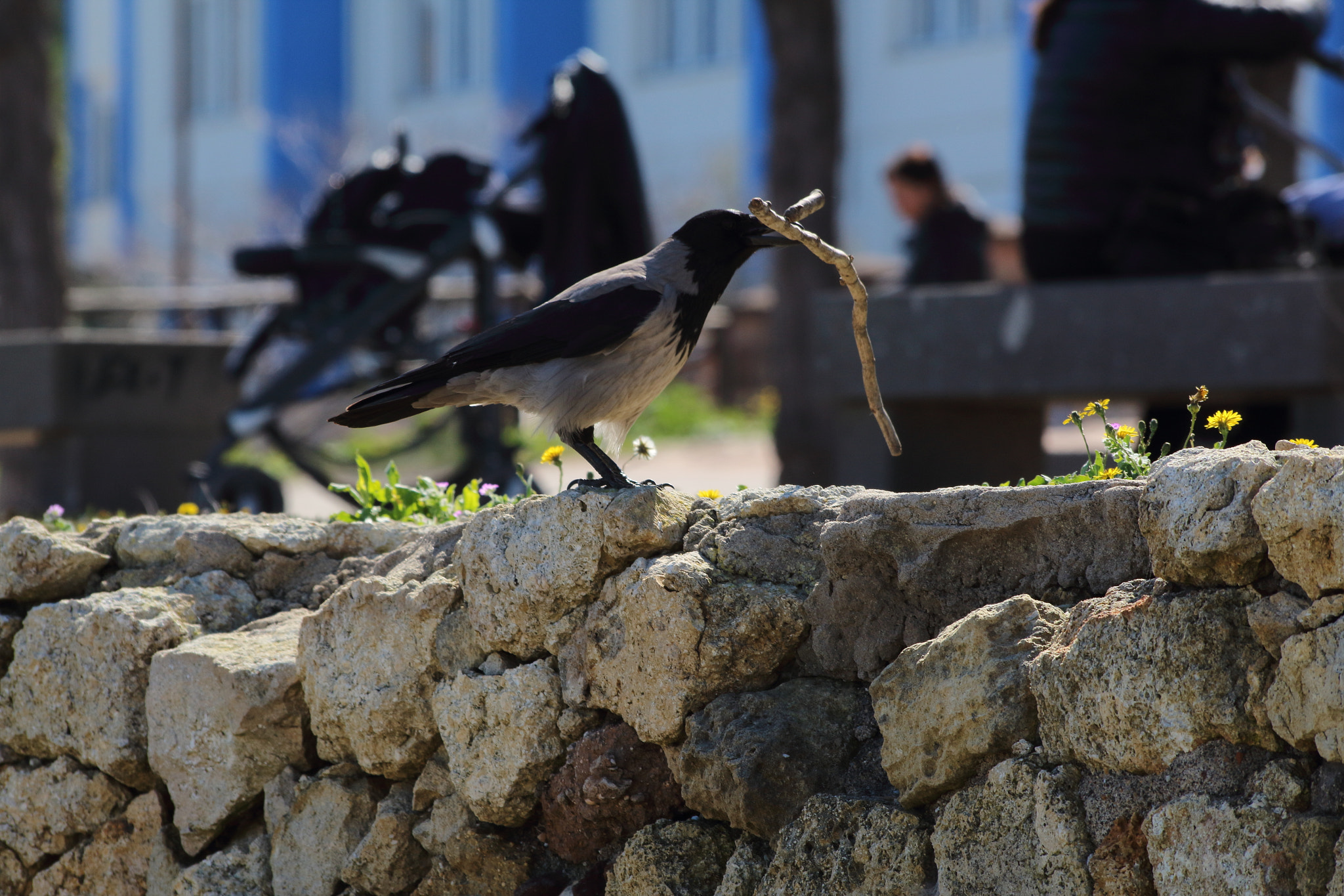 Canon EOS 1300D (EOS Rebel T6 / EOS Kiss X80) sample photo. Catch the branch photography