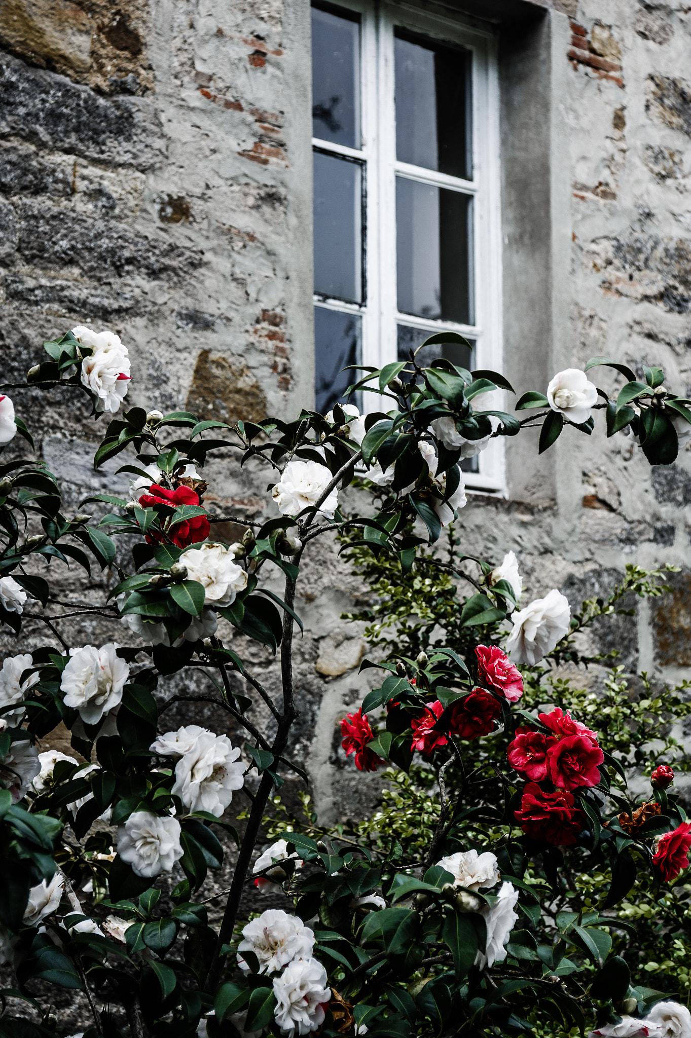 Nikon D700 + AF Zoom-Nikkor 28-85mm f/3.5-4.5 sample photo. Flower camelias photography