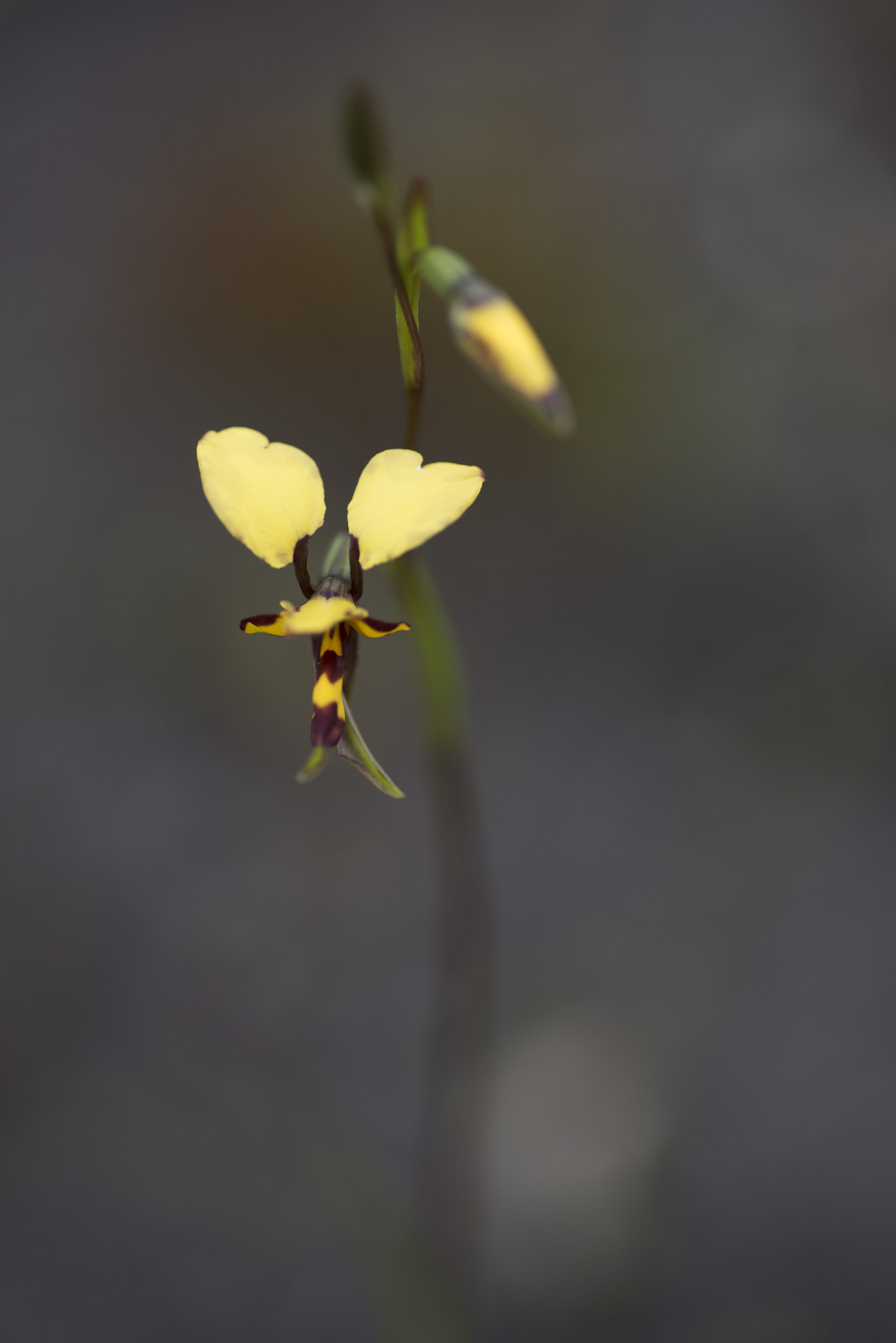 Nikon D810 sample photo. Unseen beauty of western australia photography