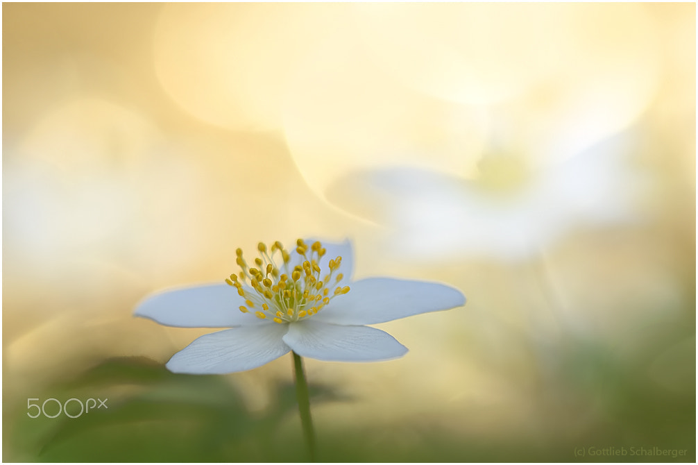 Nikon AF-S Nikkor 400mm F2.8D ED-IF II sample photo. Anemone nemorosa 1/2017 photography