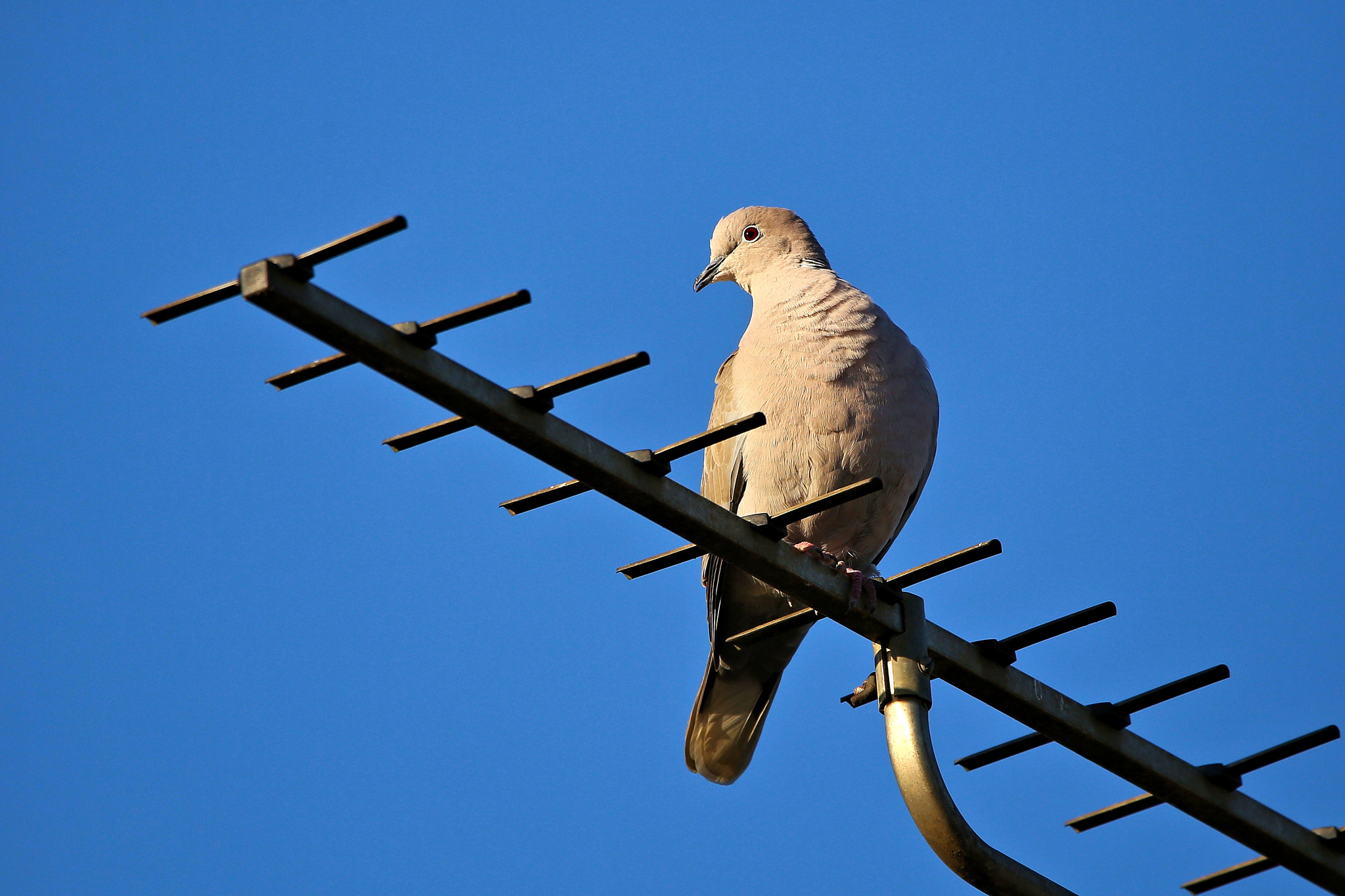 150-600mm F5-6.3 DG OS HSM | Contemporary 015 sample photo. Collared continuity error photography