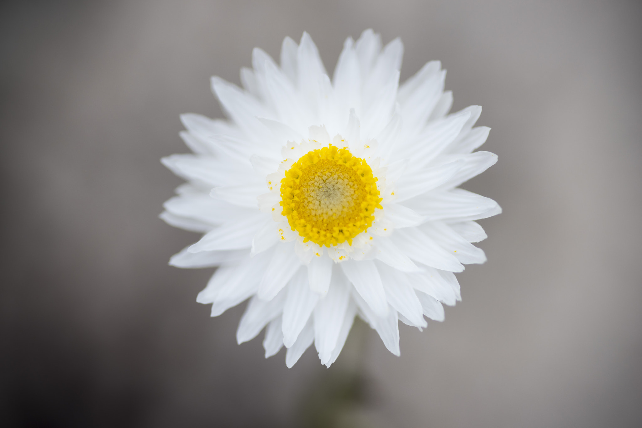 Nikon D810 sample photo. Unseen beauty of western australia photography