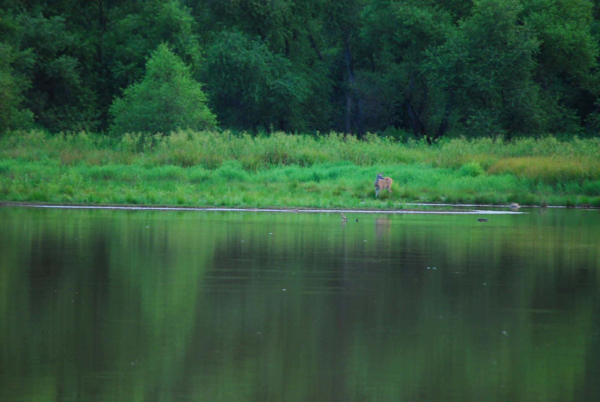 Nikon D80 sample photo. As the deer panted for the water photography
