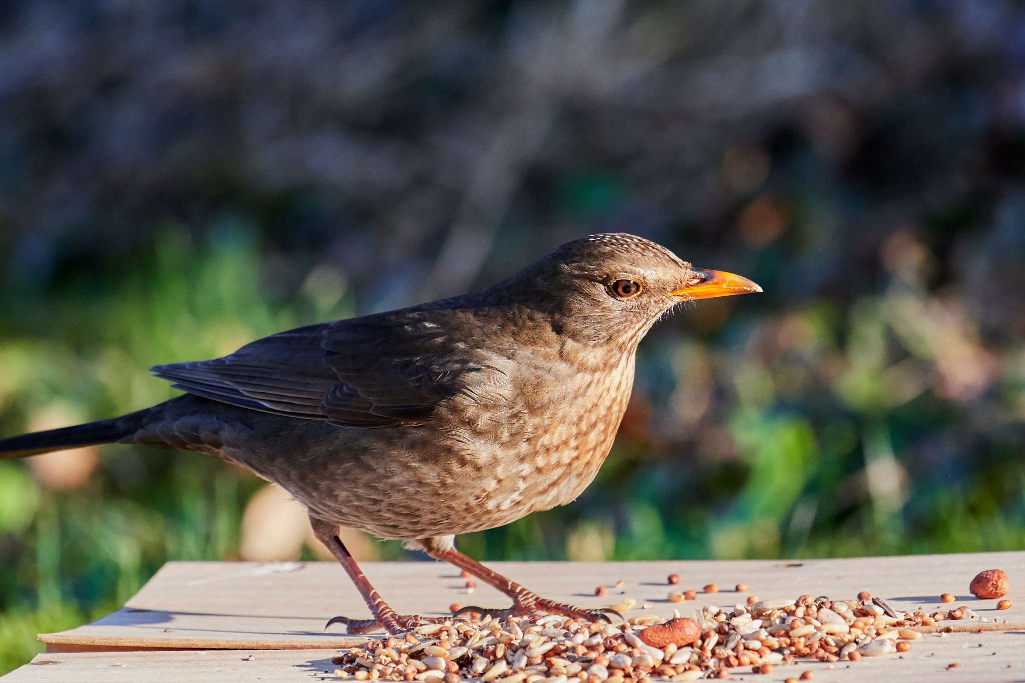 Nikon AF-S Nikkor 200-500mm F5.6E ED VR sample photo. Amsel photography
