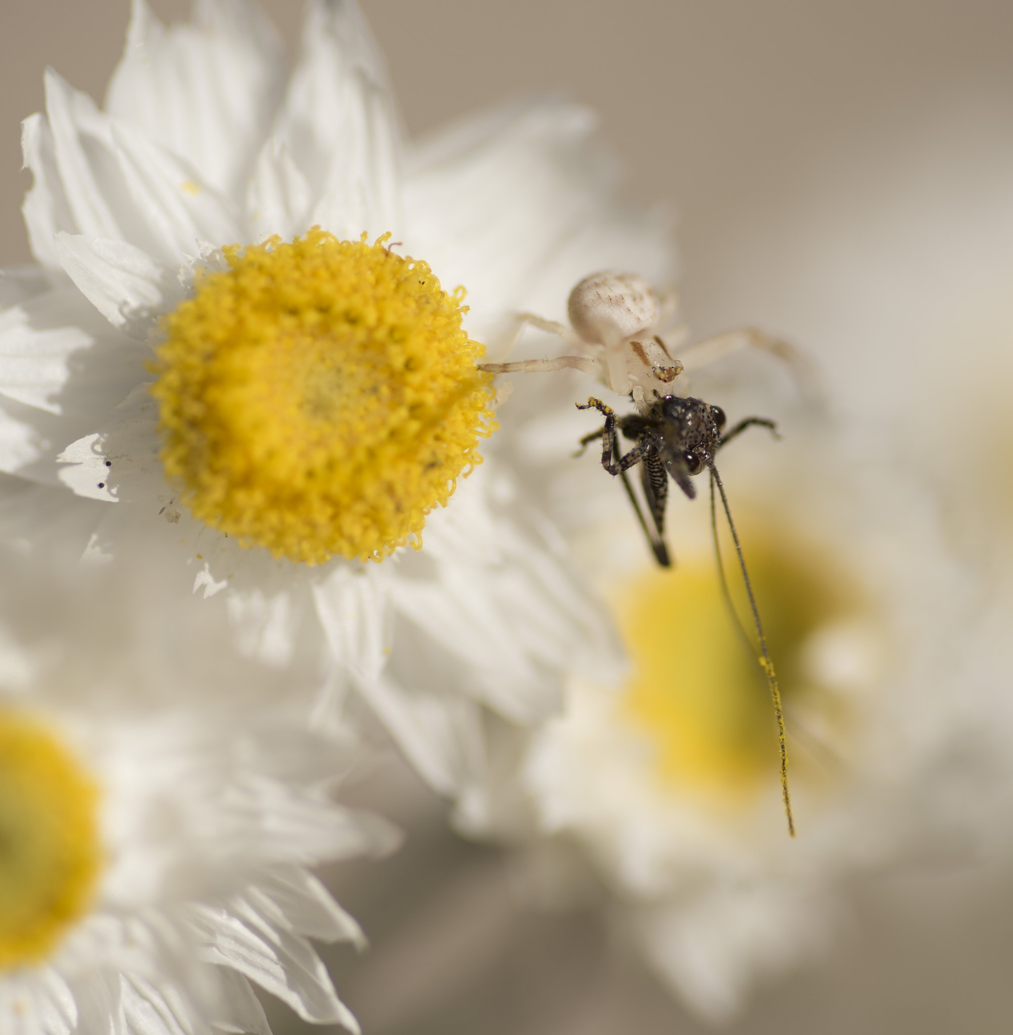 Nikon D810 sample photo. Unseen beauty of western australia photography