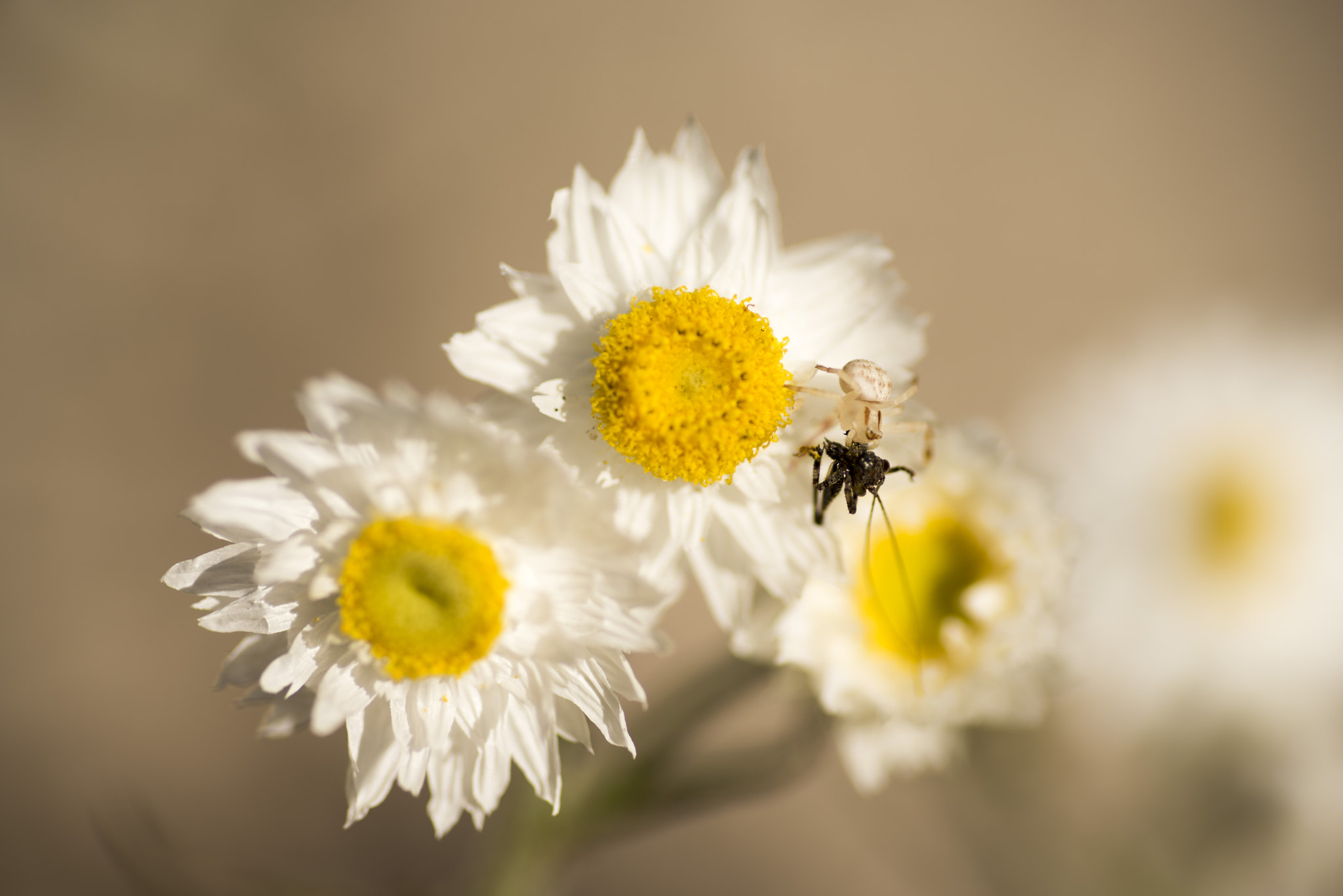 Nikon D810 sample photo. Unseen beauty of western australia photography