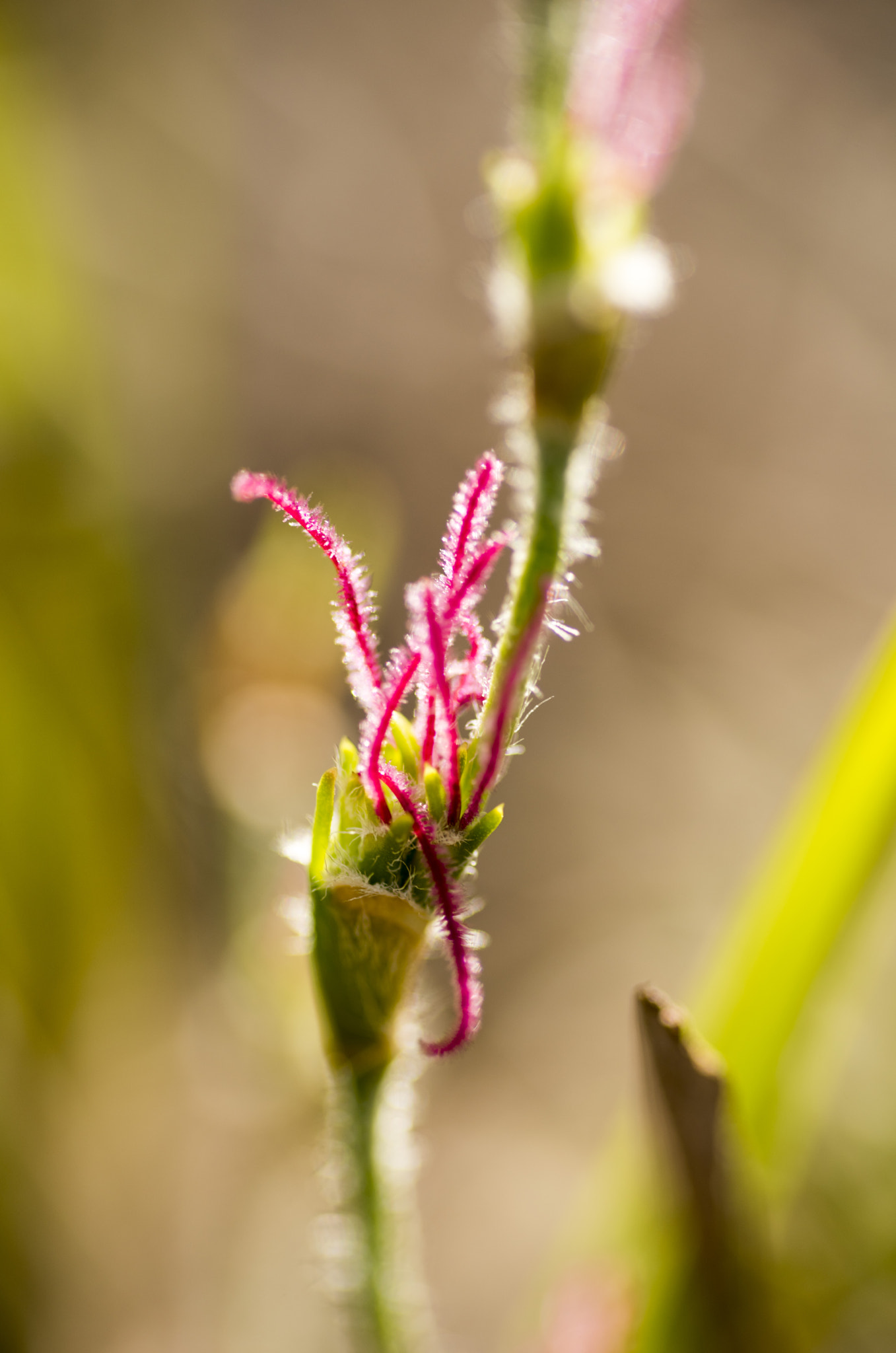 Nikon D810 sample photo. Unseen beauty of western australia photography