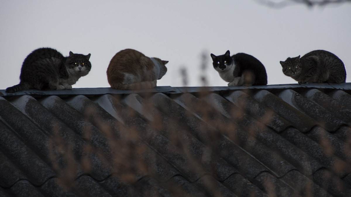 Canon EOS 50D sample photo. Communication at the top photography