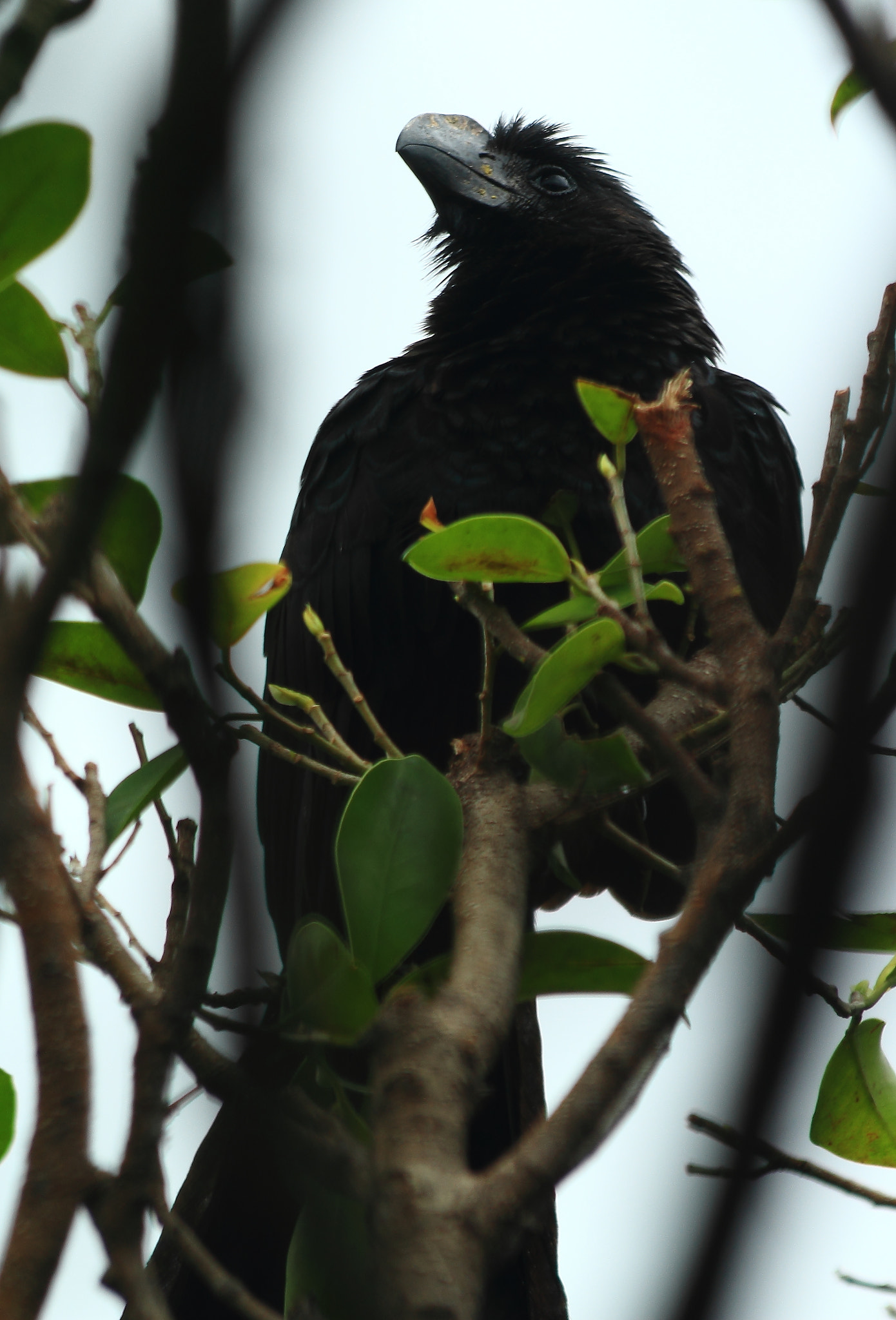 Canon EOS 600D (Rebel EOS T3i / EOS Kiss X5) sample photo. Smooth-billed ani photography