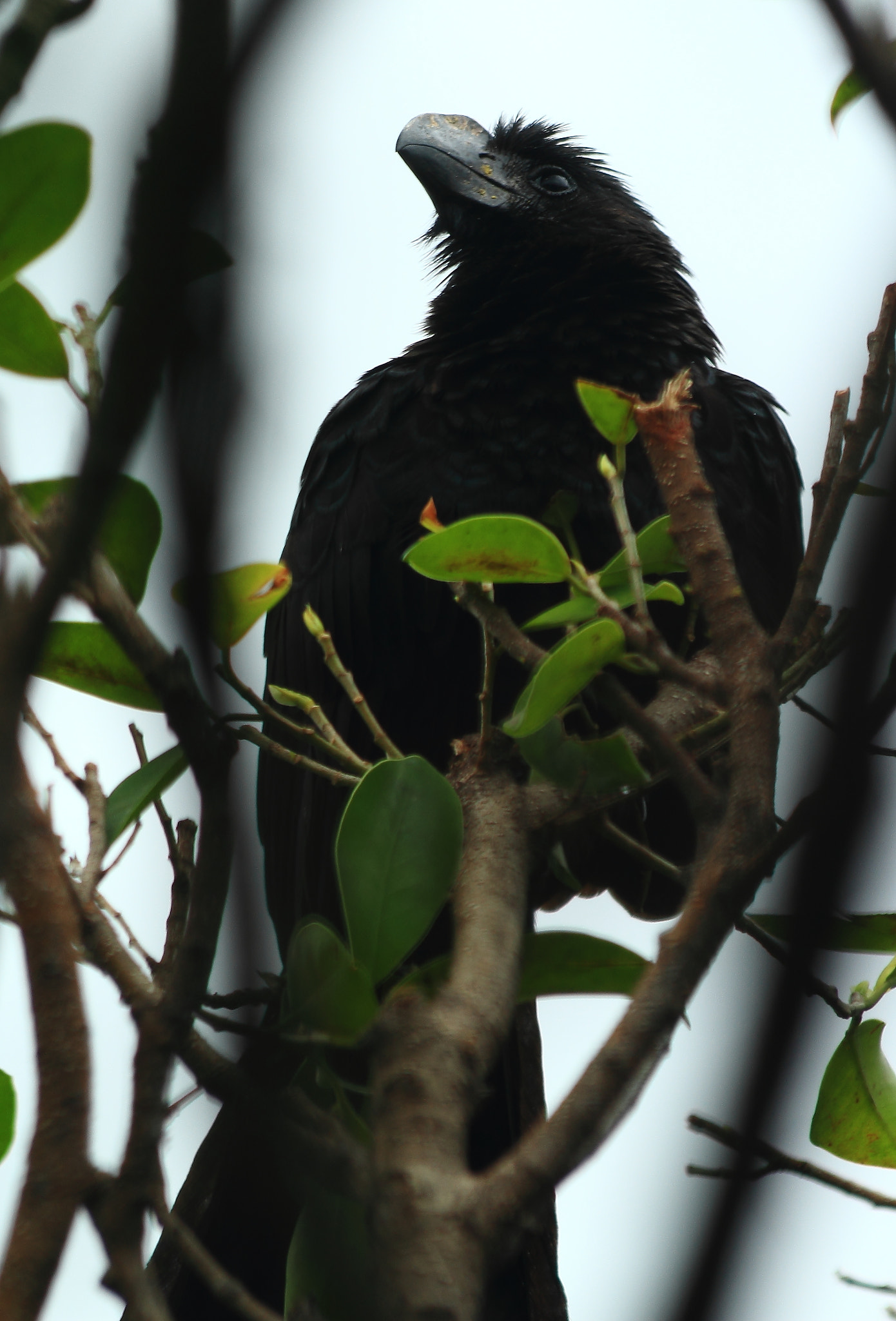 Canon EF 70-300mm F4-5.6 IS USM sample photo. Smooth-billed ani photography