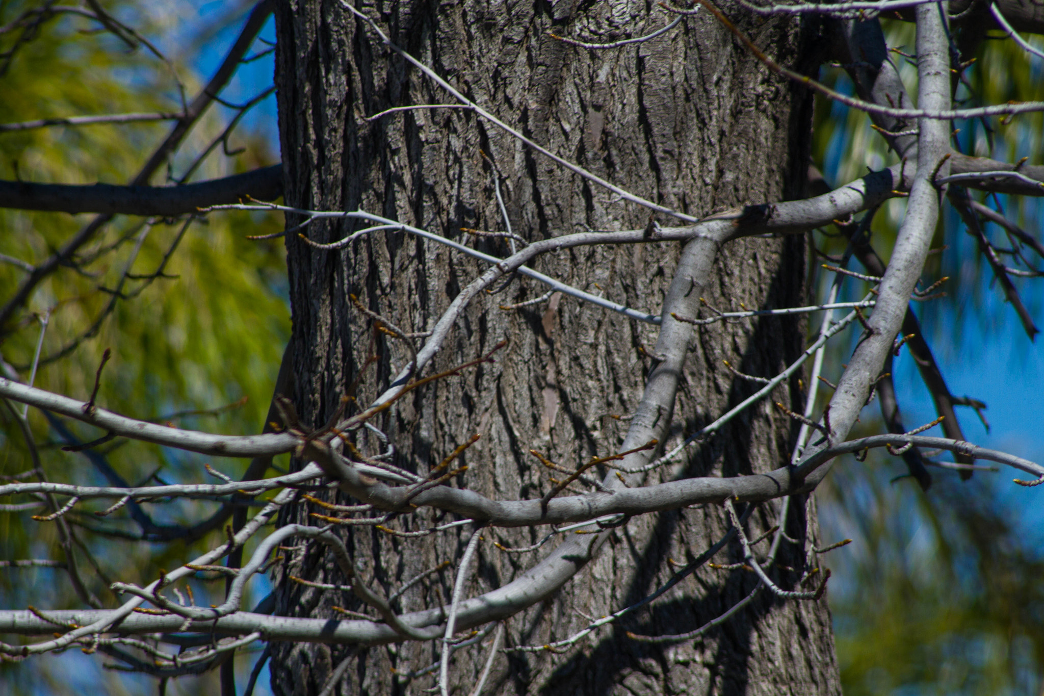 Canon EOS 7D + Sigma 50-200mm F4-5.6 DC OS HSM sample photo. Tree photography