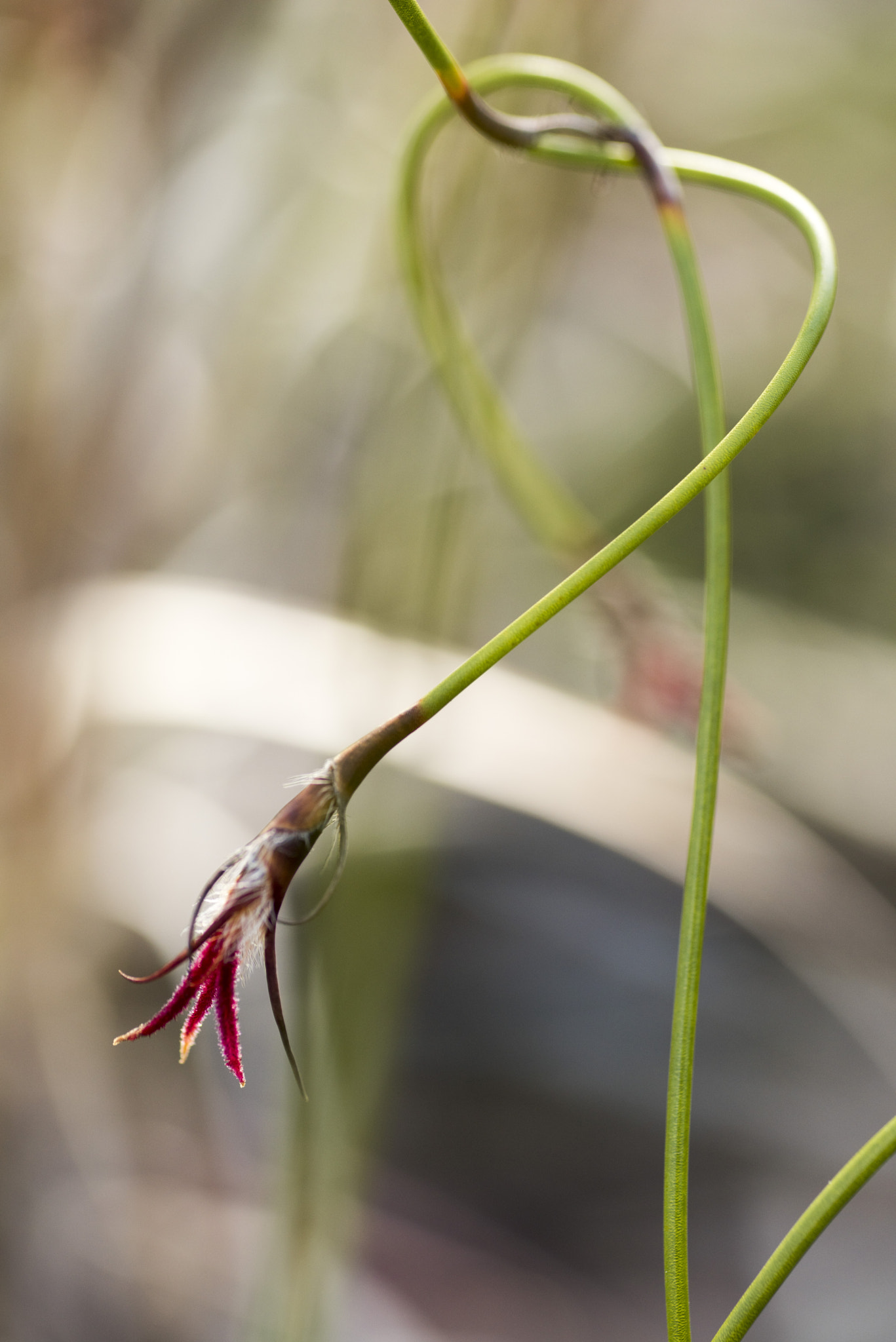 Nikon D810 sample photo. Unseen beauty of western australia photography
