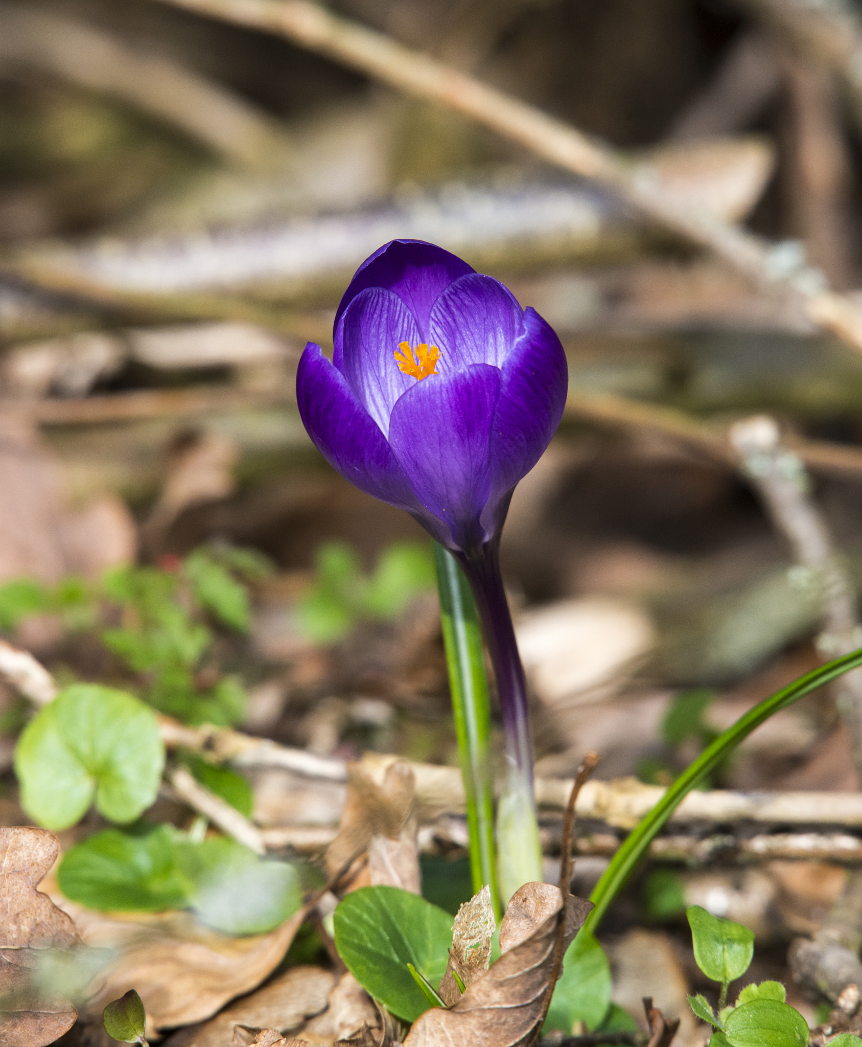 Nikon D800 + Sigma 50-500mm F4.5-6.3 DG OS HSM sample photo. One lonesome crocus near the forest photography