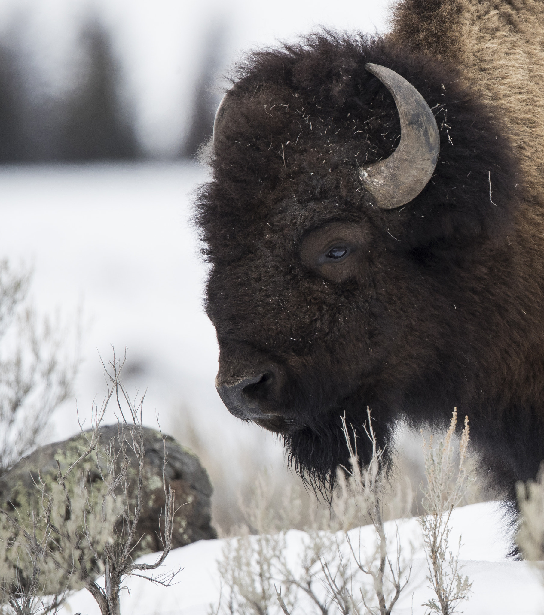 Canon EF 600mm F4L IS II USM sample photo. Bison in west yellowstone np photography