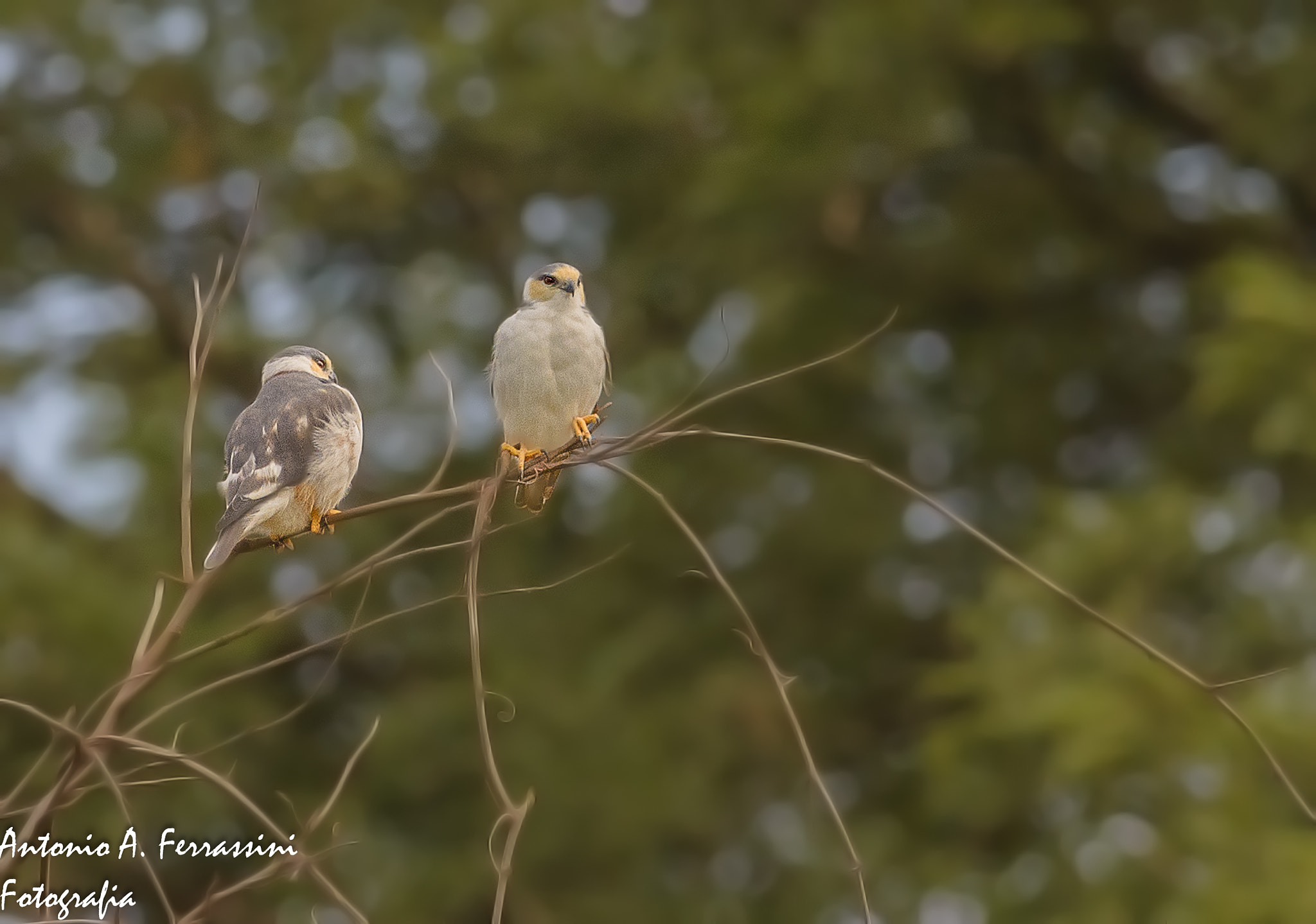 Nikon D610 + Nikon AF-S Nikkor 300mm F4D ED-IF sample photo. Gaviaozinho photography