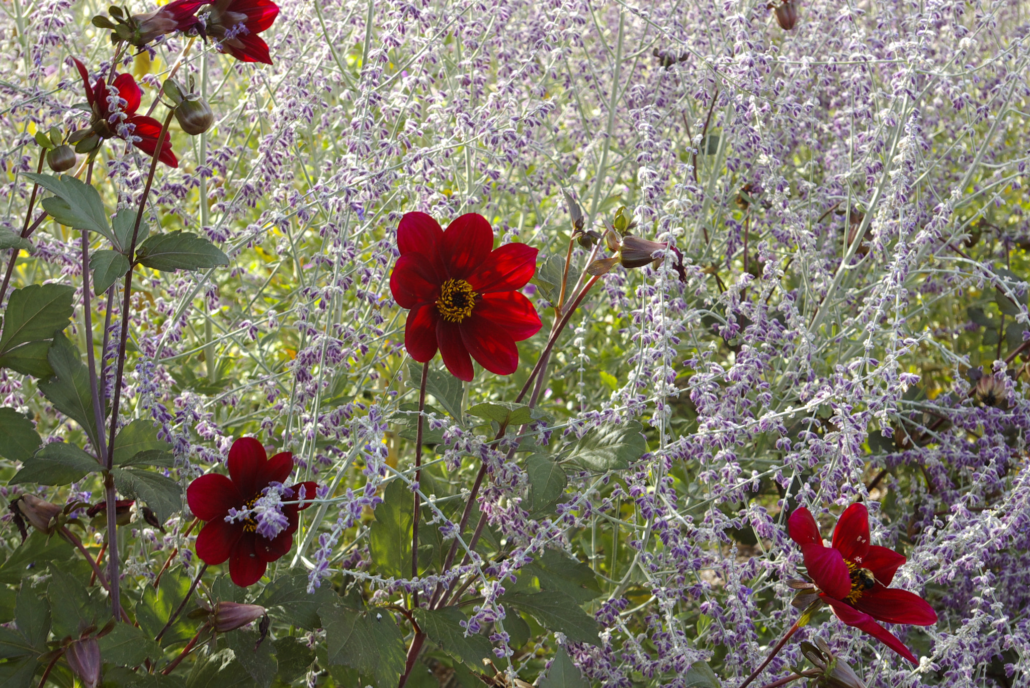 Pentax K100D sample photo. Red flowers amid wildflowers photography