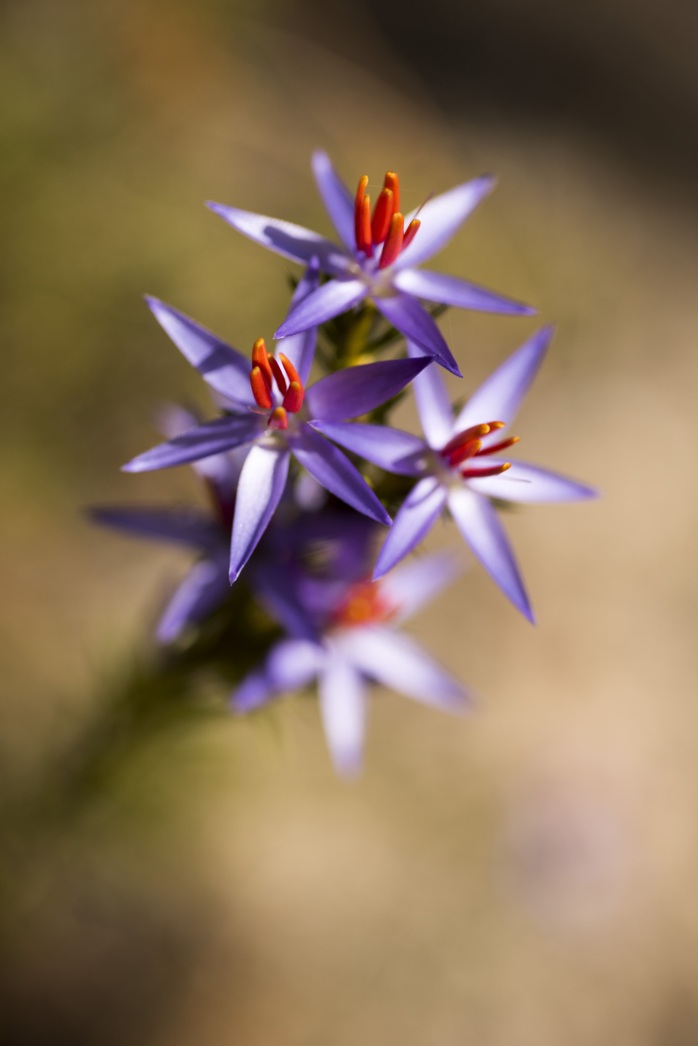 Nikon D810 sample photo. Unseen beauty of western australia photography