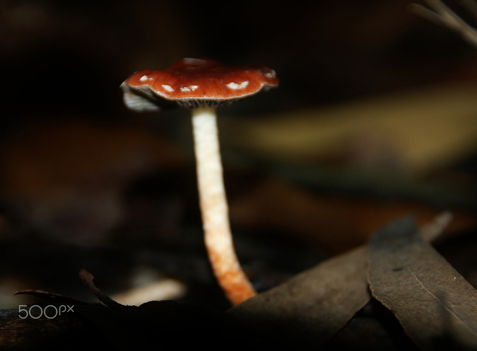 Sony Alpha DSLR-A350 sample photo. A walk in the woods photography