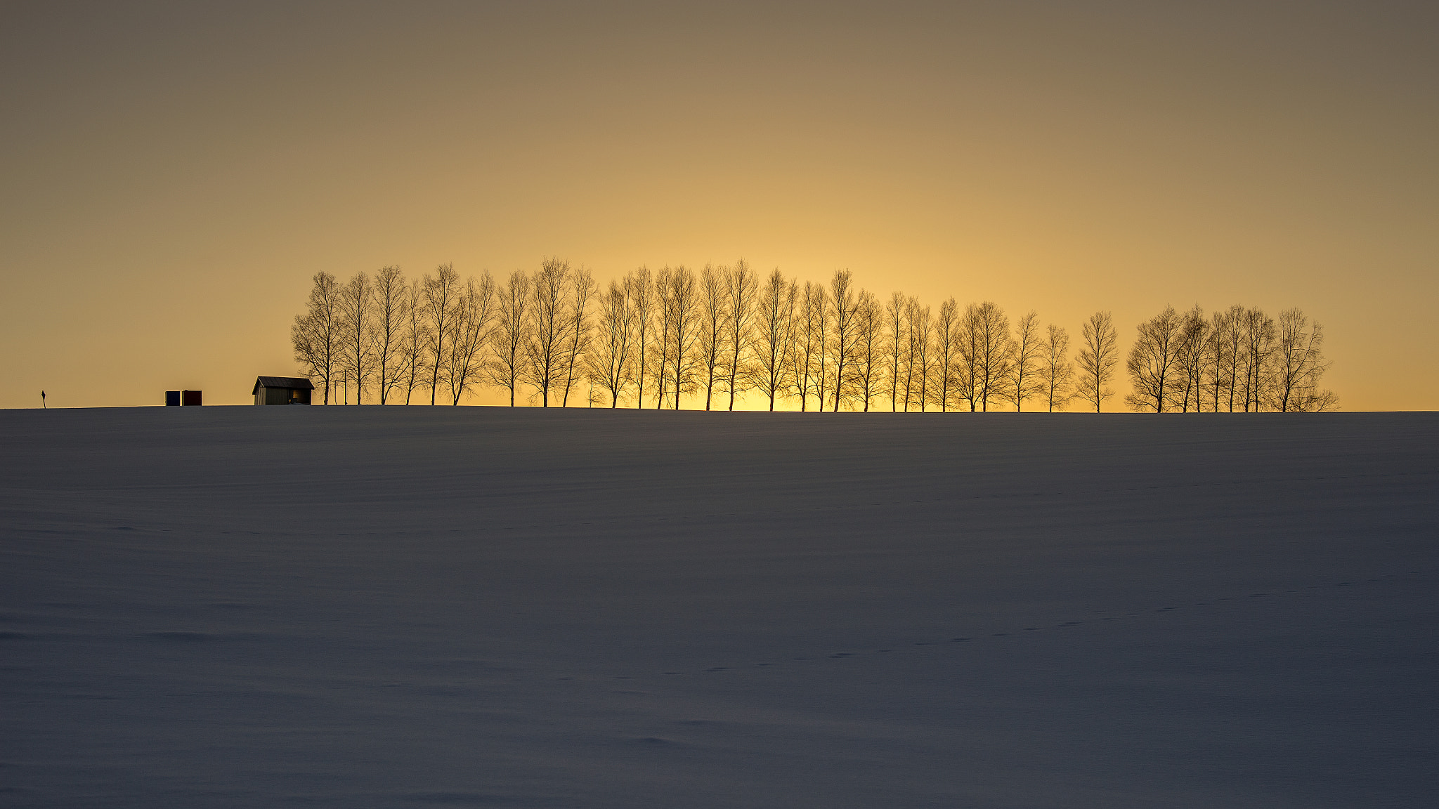 Nikon D5 + Nikon AF-S Nikkor 24-120mm F4G ED VR sample photo. Forest in the winter with snow on the ground, biei hokkaido, jap photography