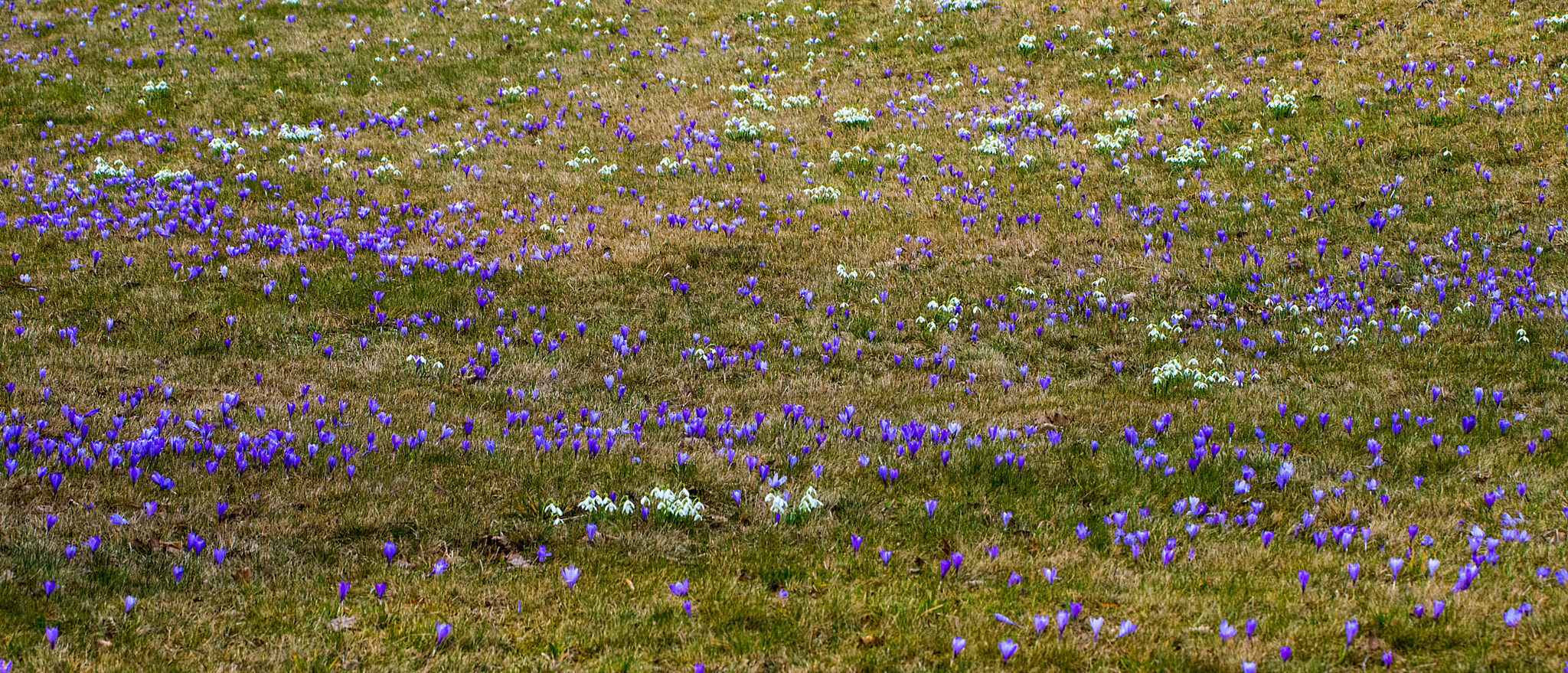 Nikon D800 + Sigma 50-500mm F4.5-6.3 DG OS HSM sample photo. One million crocus flowers photography