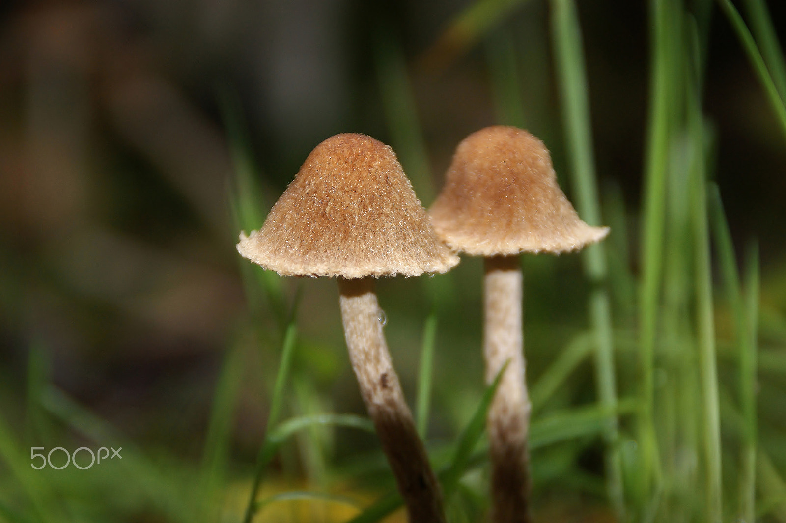 Sony Alpha DSLR-A350 sample photo. A walk in the woods photography