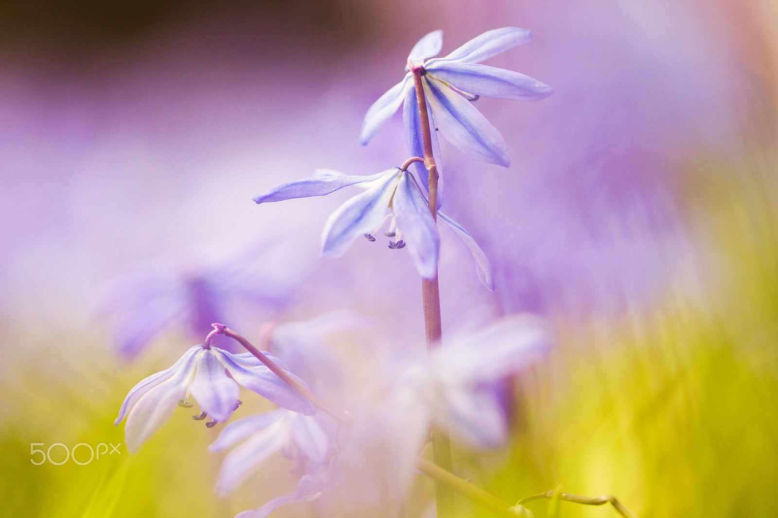 Sigma 105mm F2.8 EX DG OS HSM sample photo. Spring flowers photography