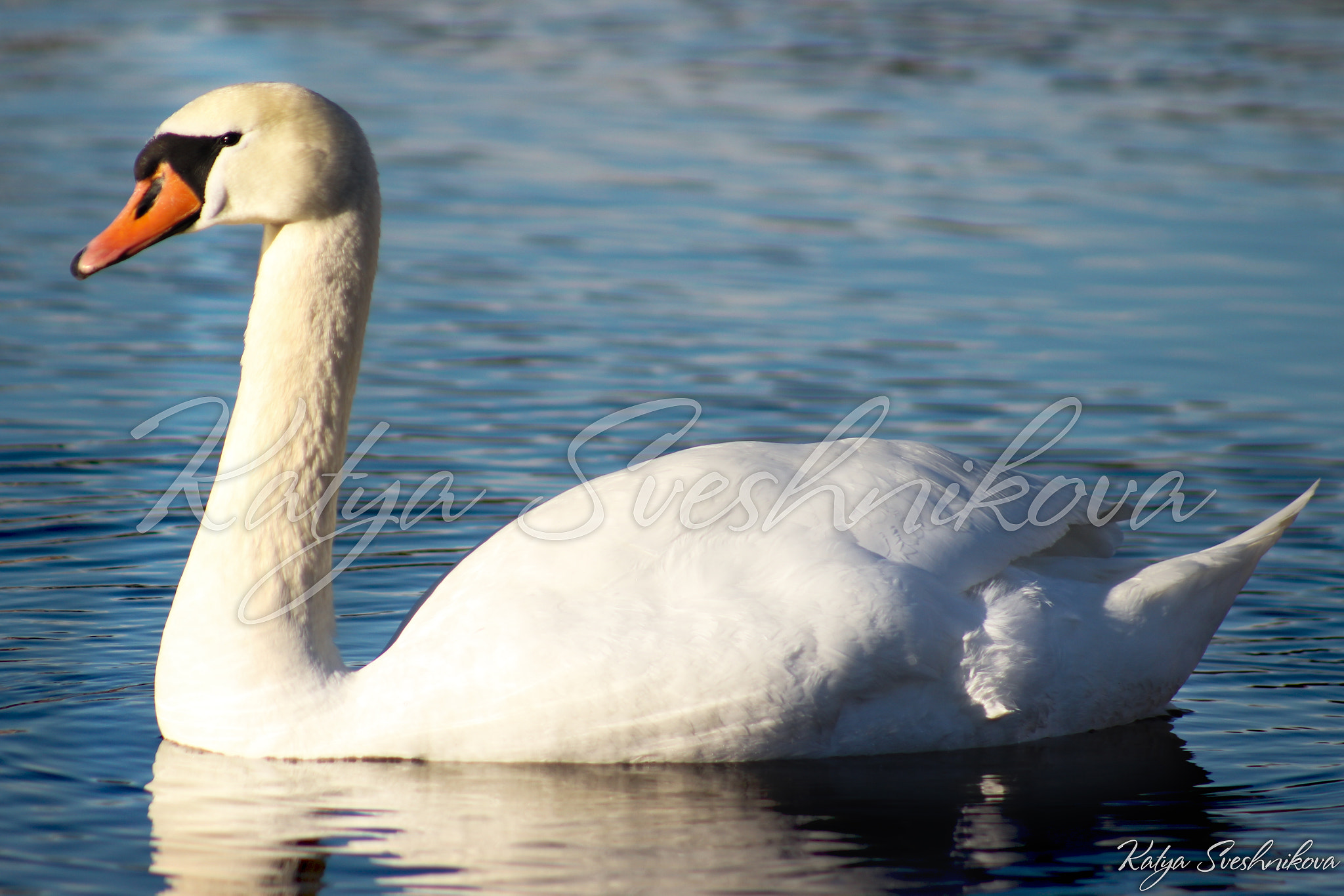 Canon EOS 100D (EOS Rebel SL1 / EOS Kiss X7) + EF75-300mm f/4-5.6 sample photo. Swan photography