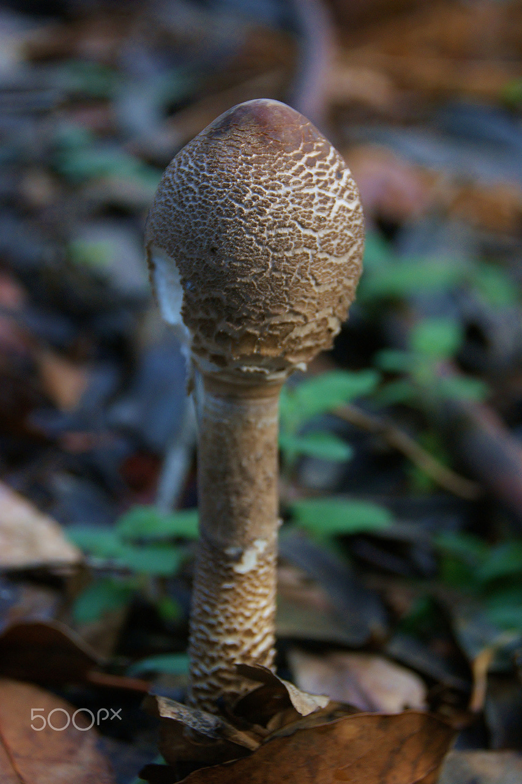 Sony Alpha DSLR-A350 + Tamron AF 28-105mm F4-5.6 [IF] sample photo. A walk in the woods photography