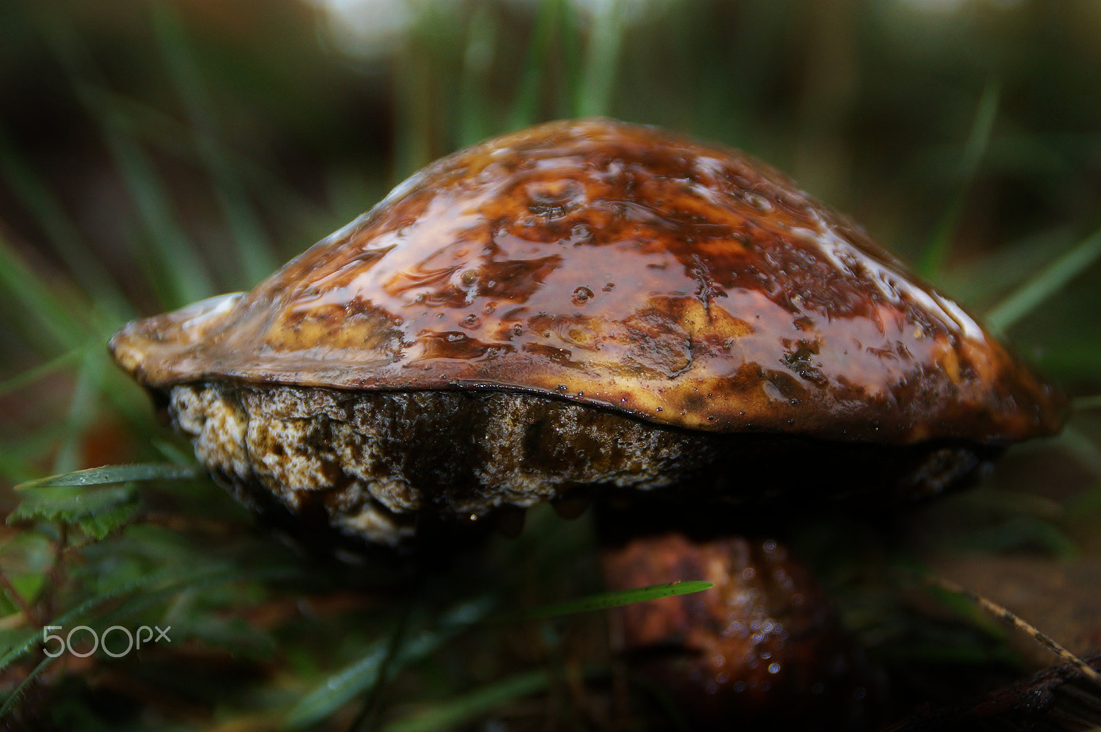 Sony Alpha DSLR-A350 + Tamron AF 28-105mm F4-5.6 [IF] sample photo. A walk in the woods photography