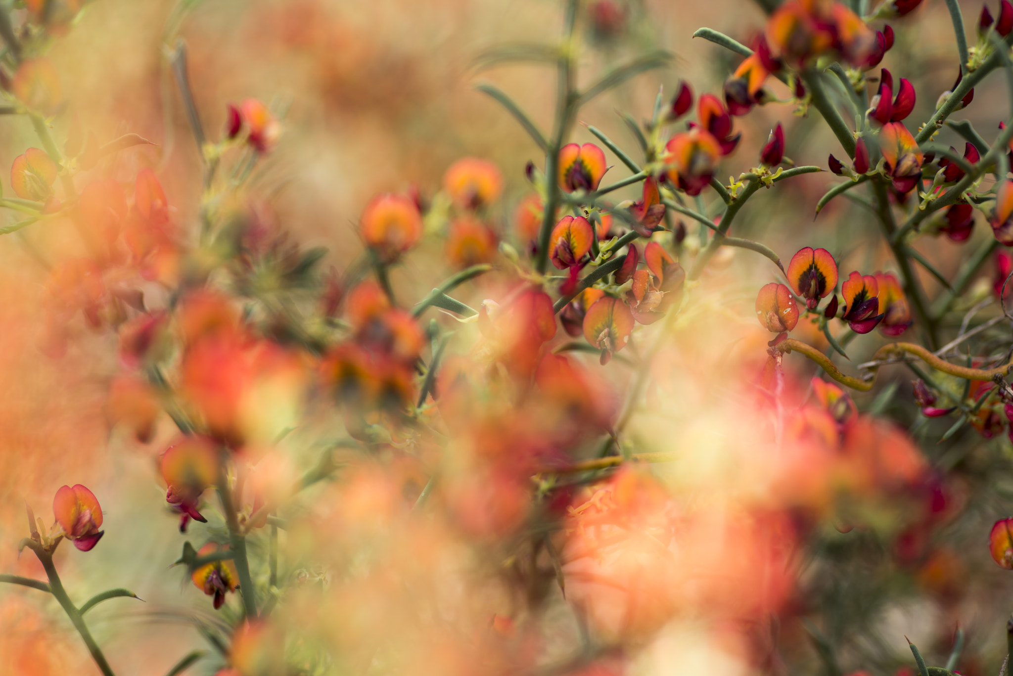 Nikon D810 sample photo. Unseen beauty of western australia photography