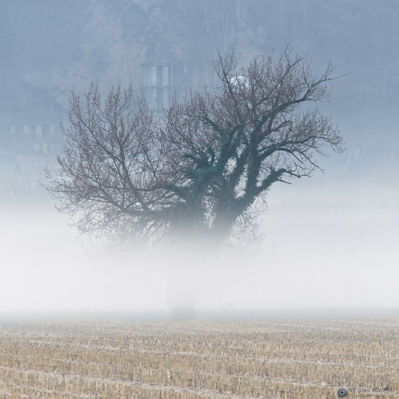 Canon EF 70-300mm F4-5.6L IS USM sample photo. Misty morning photography