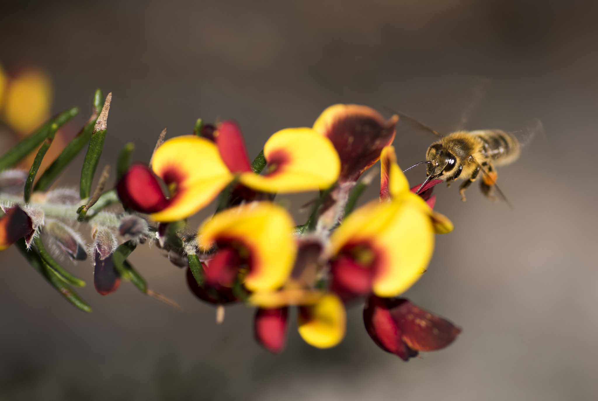 Nikon D810 sample photo. Unseen beauty of western australia photography