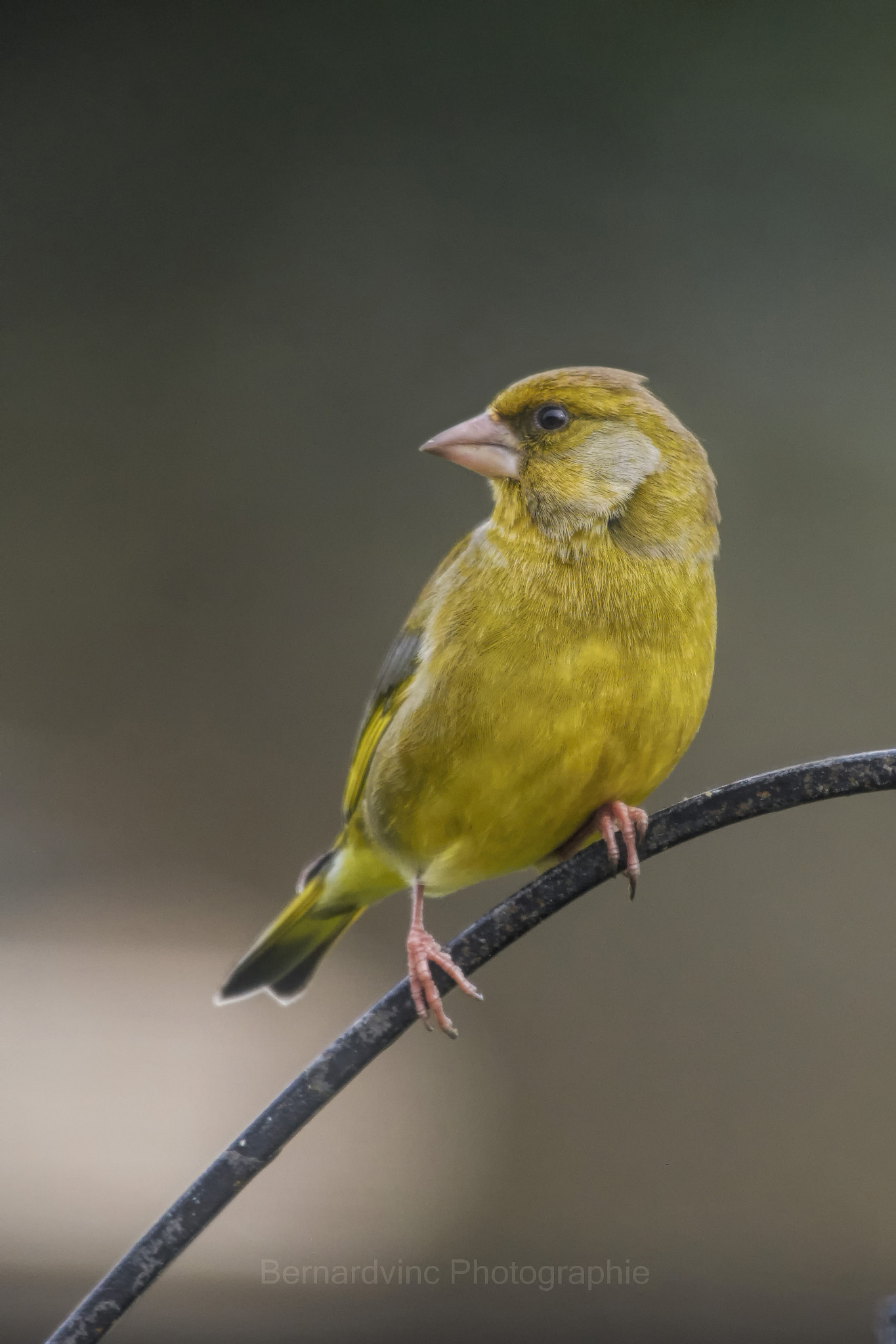 Nikon AF-S Nikkor 200-500mm F5.6E ED VR sample photo. Un p(tit vert? photography