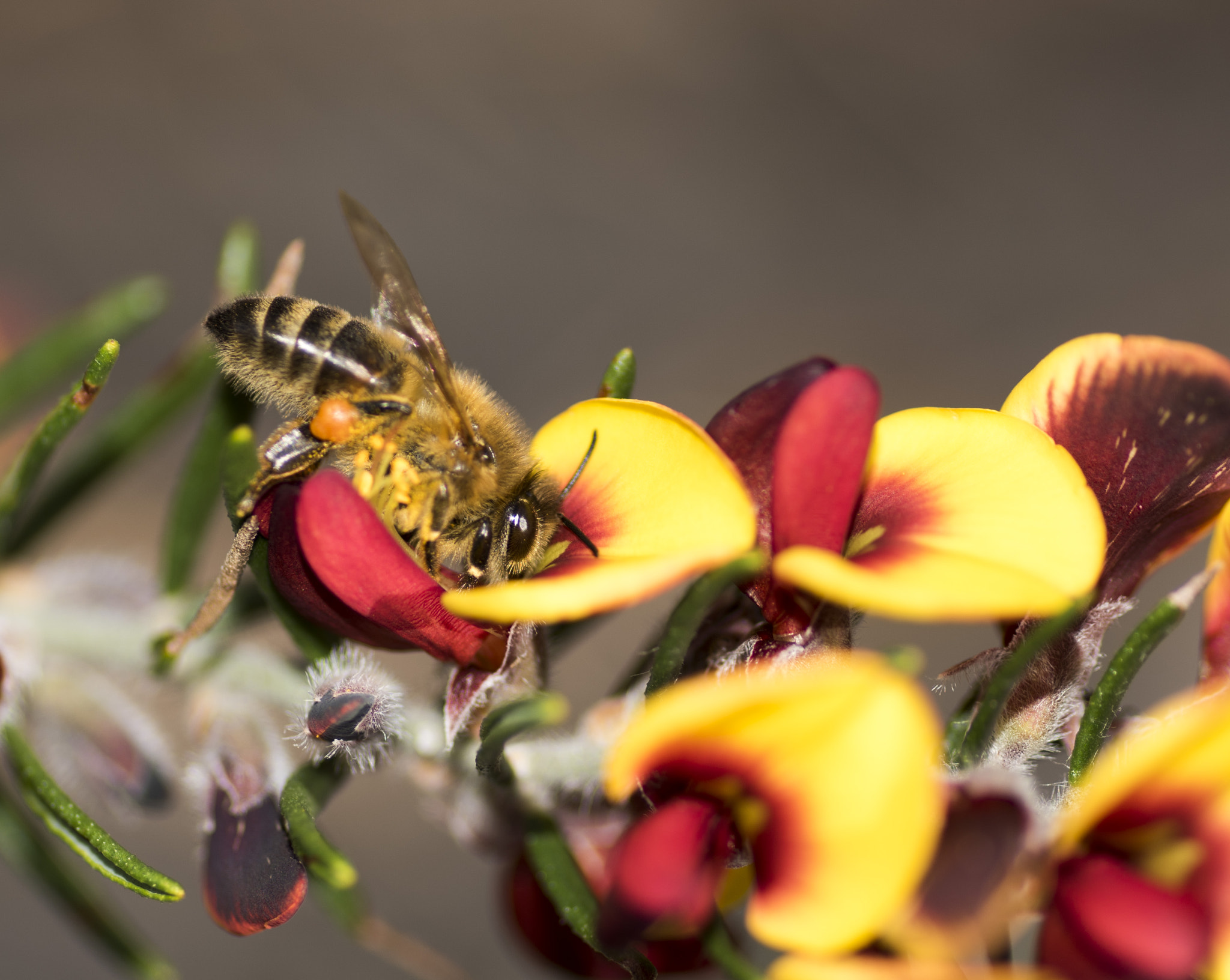 Nikon D810 sample photo. Unseen beauty of western australia photography