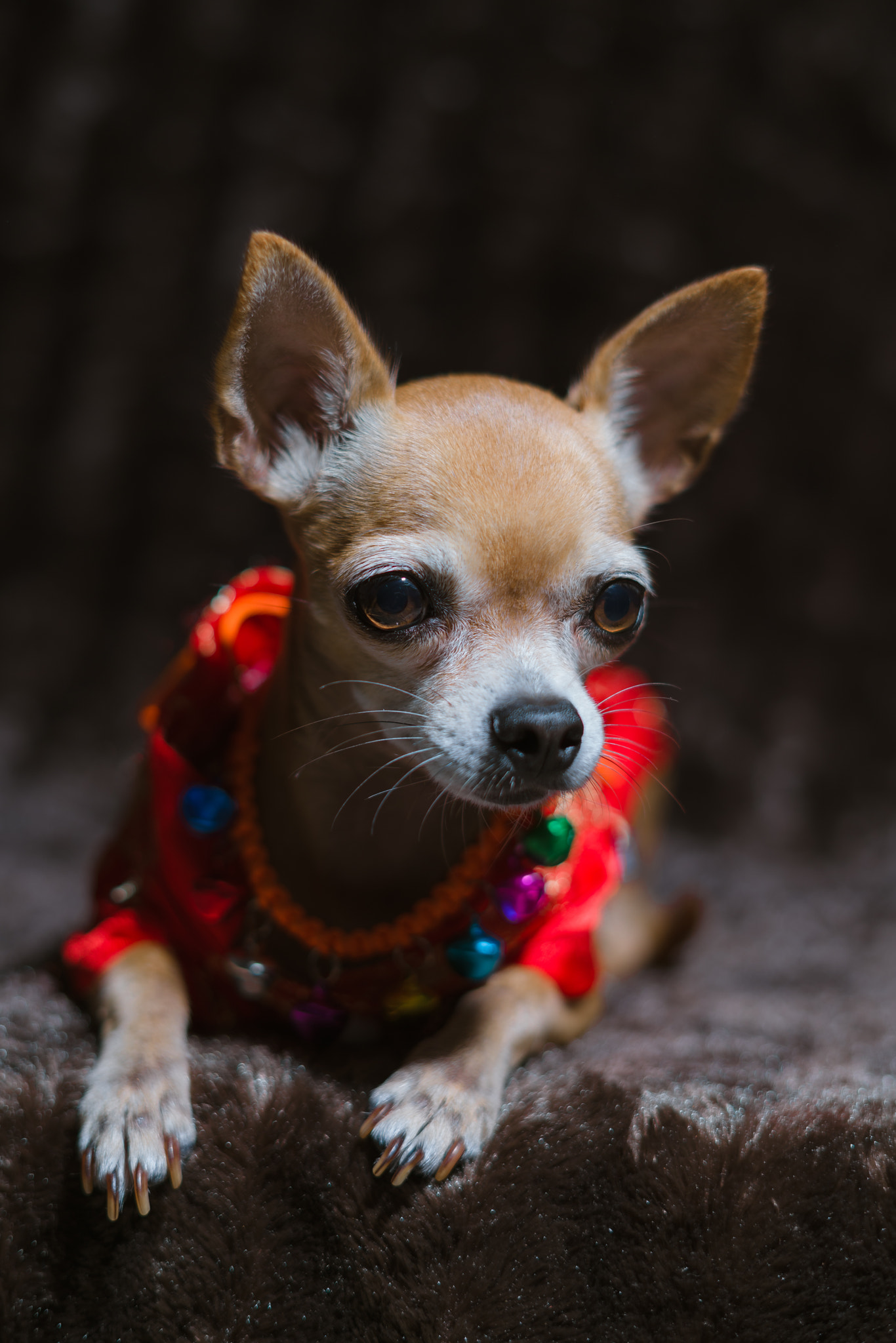 Sony a7R II + Sony FE 50mm F1.8 sample photo. Tulip photography