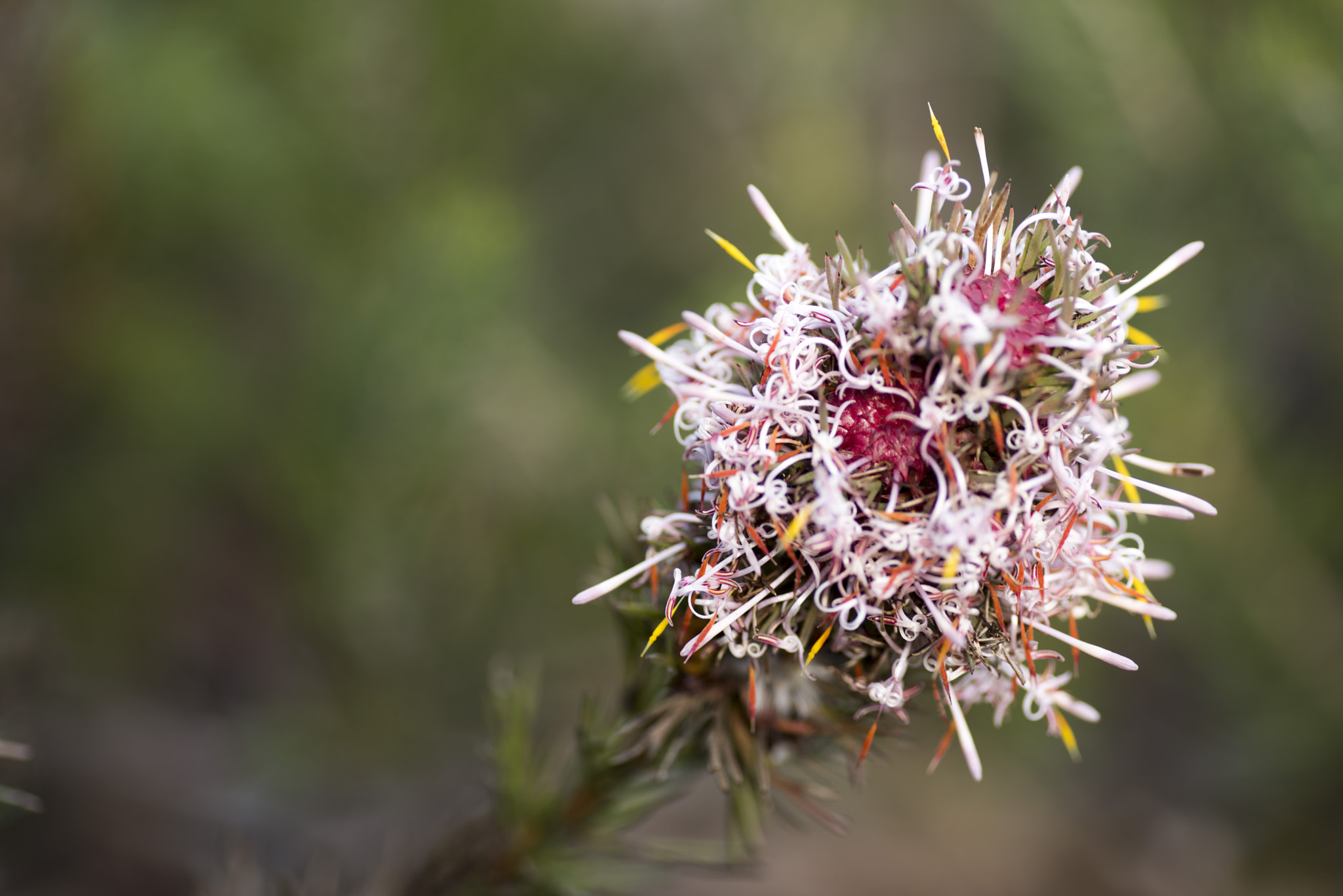 Nikon D810 sample photo. Unseen beauty of western australia photography