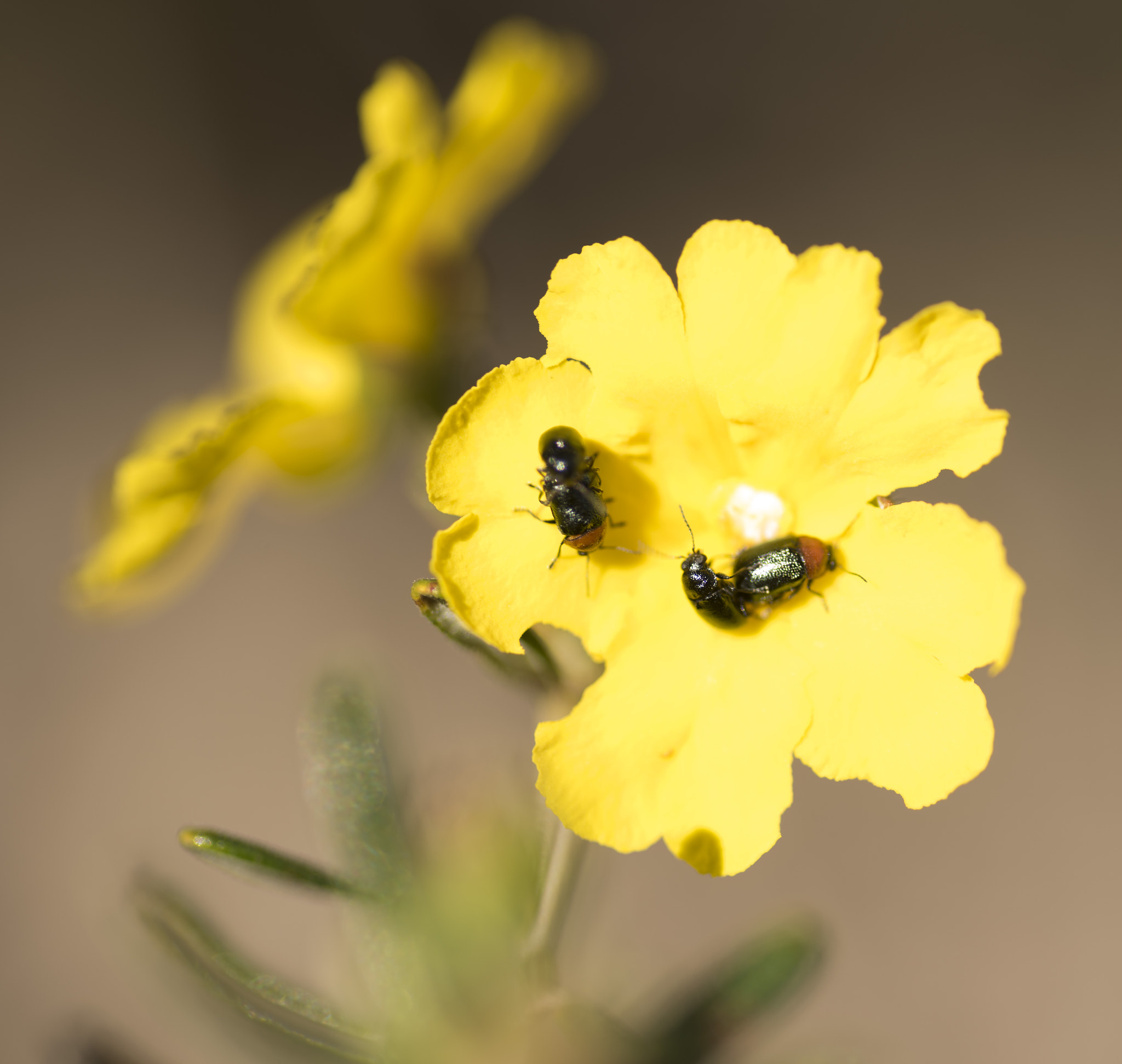 Nikon D810 sample photo. Unseen beauty of western australia photography
