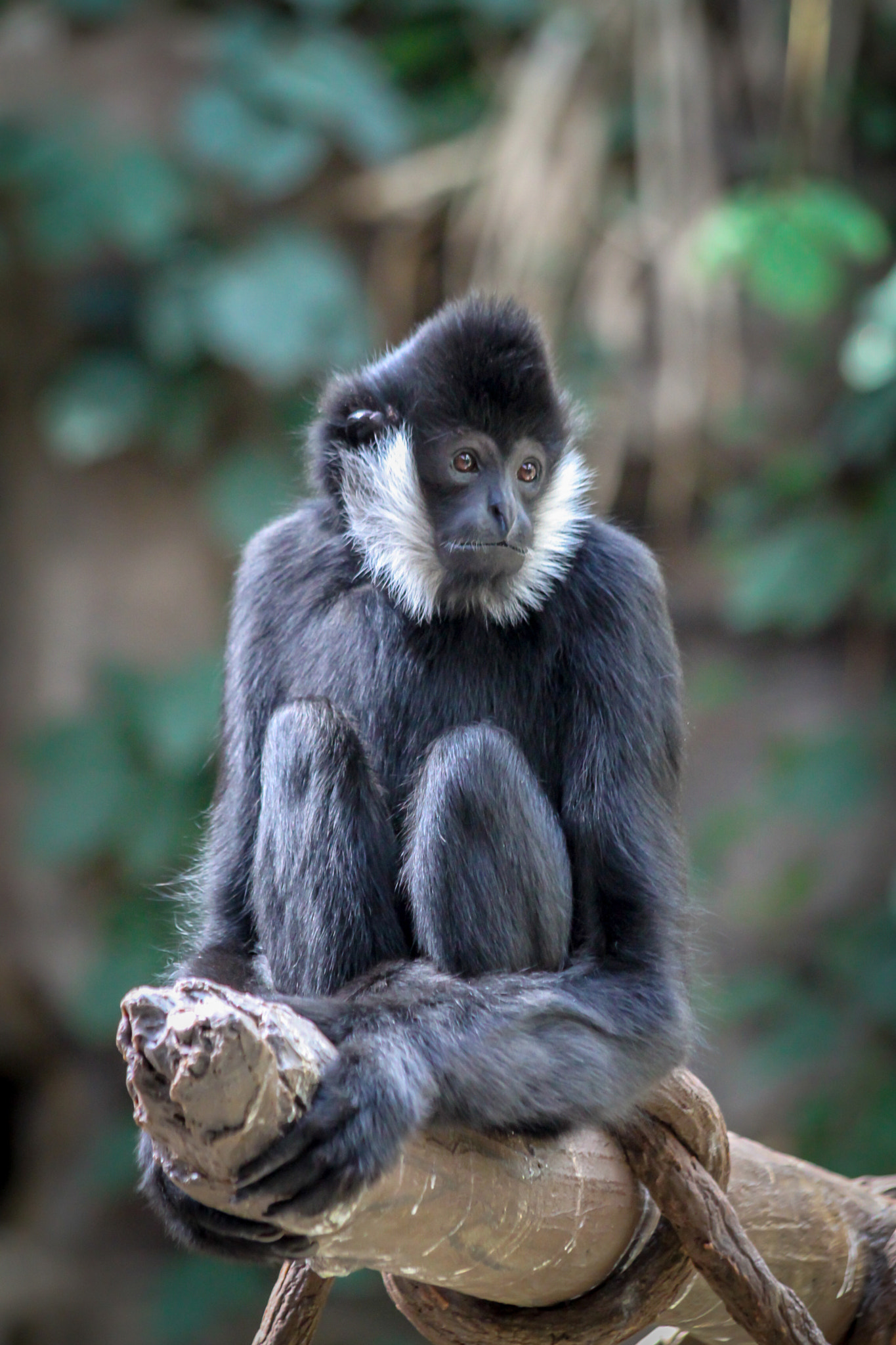 Canon EF 70-300mm F4-5.6 IS USM sample photo. White-cheeked gibbon photography