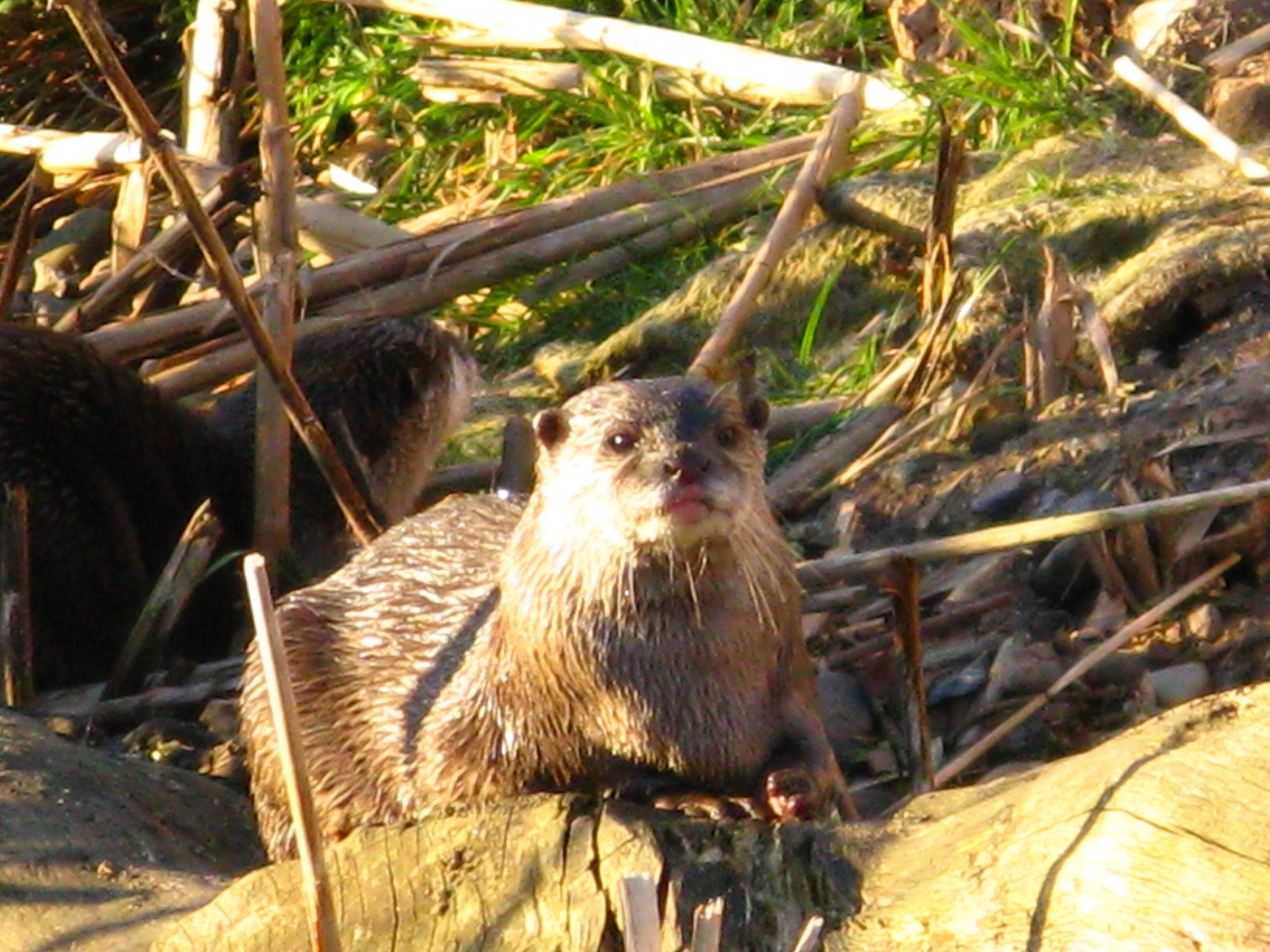 Canon POWERSHOT A720 IS sample photo. Otter photography