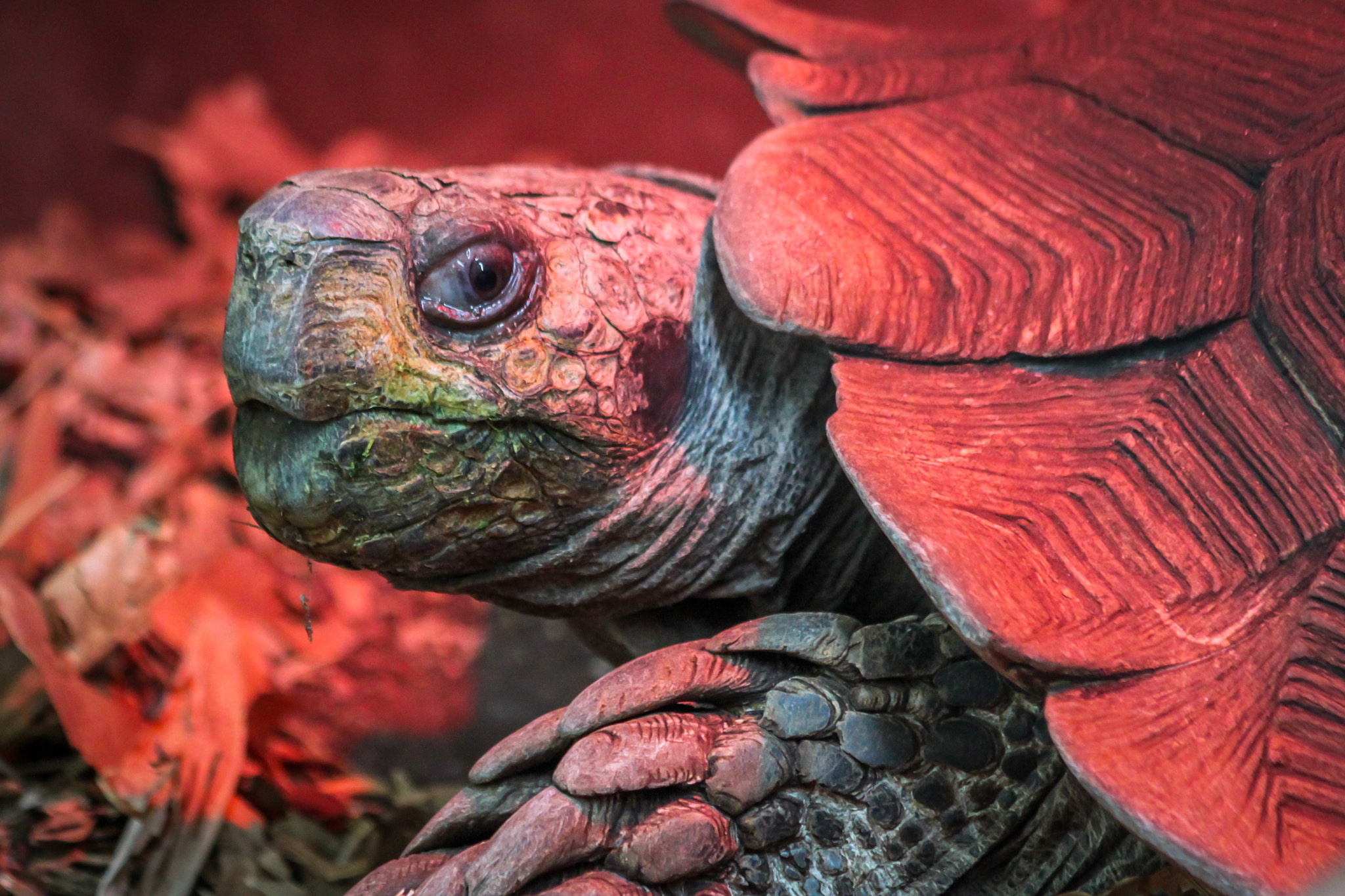 Canon EF 70-300mm F4-5.6 IS USM sample photo. Tortoise photography