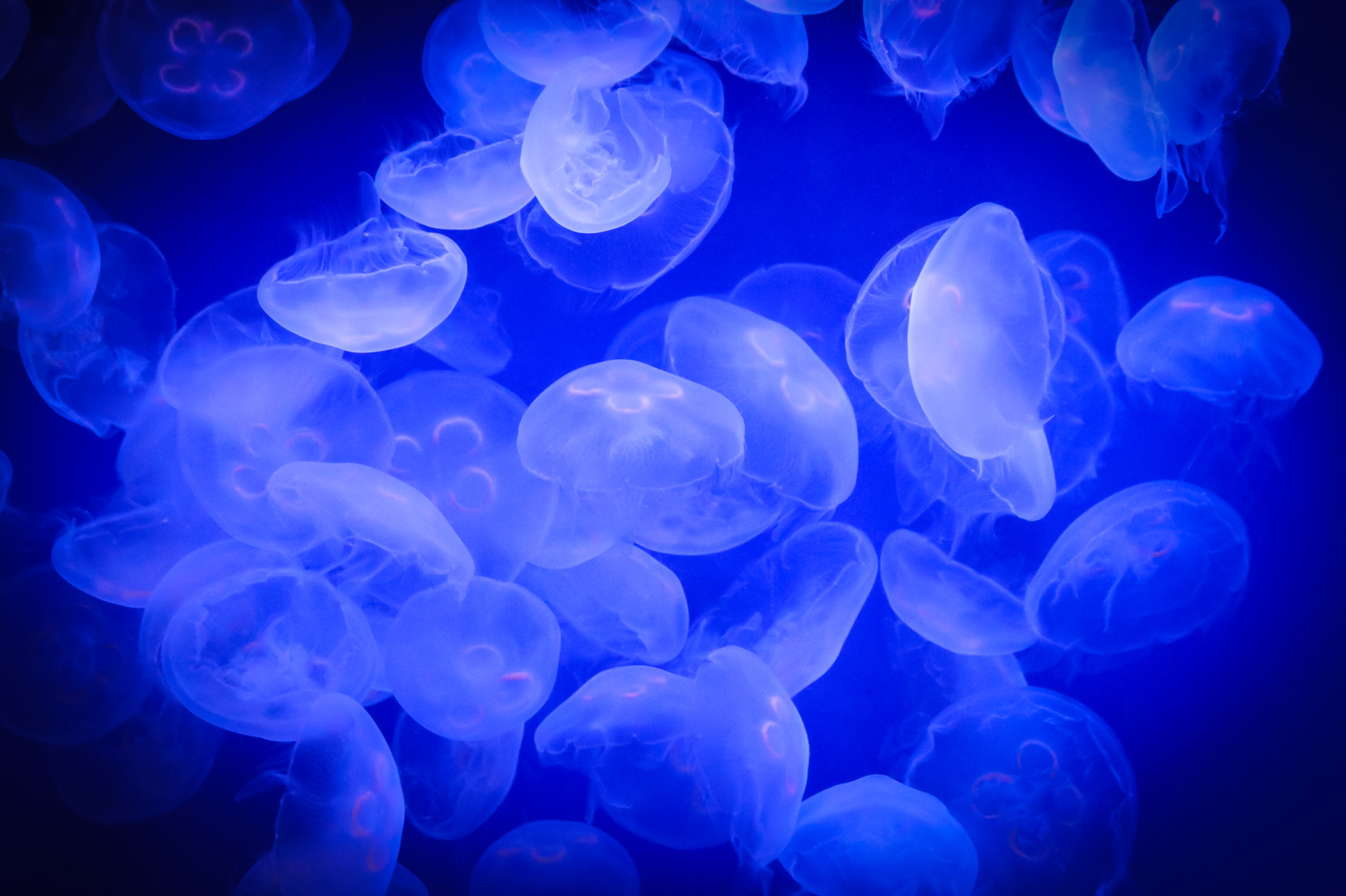Canon EF 70-300mm F4-5.6 IS USM sample photo. Jellyfish photography