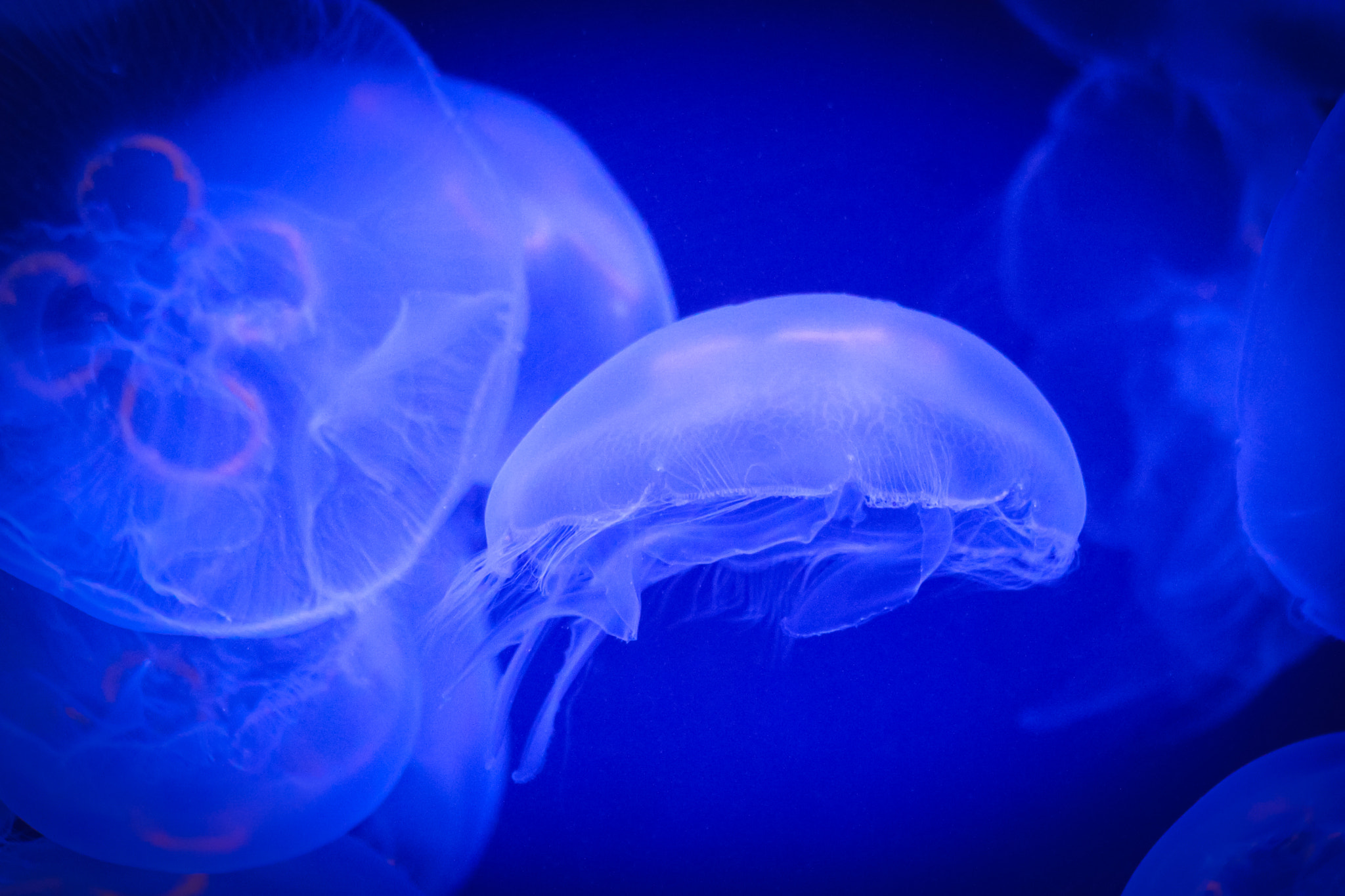 Canon EF 70-300mm F4-5.6 IS USM sample photo. Jellyfish photography