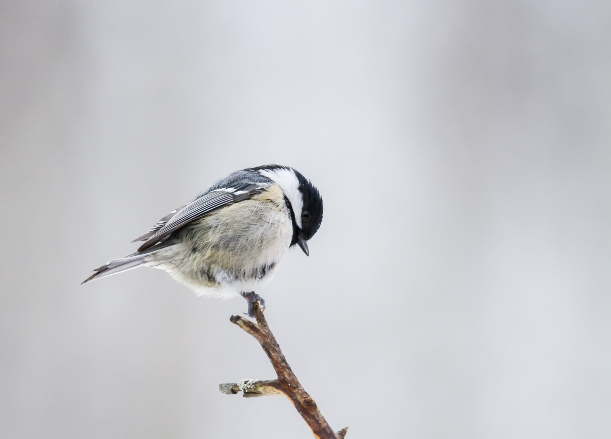 Tamron SP 150-600mm F5-6.3 Di VC USD sample photo. Kuusitiainen photography