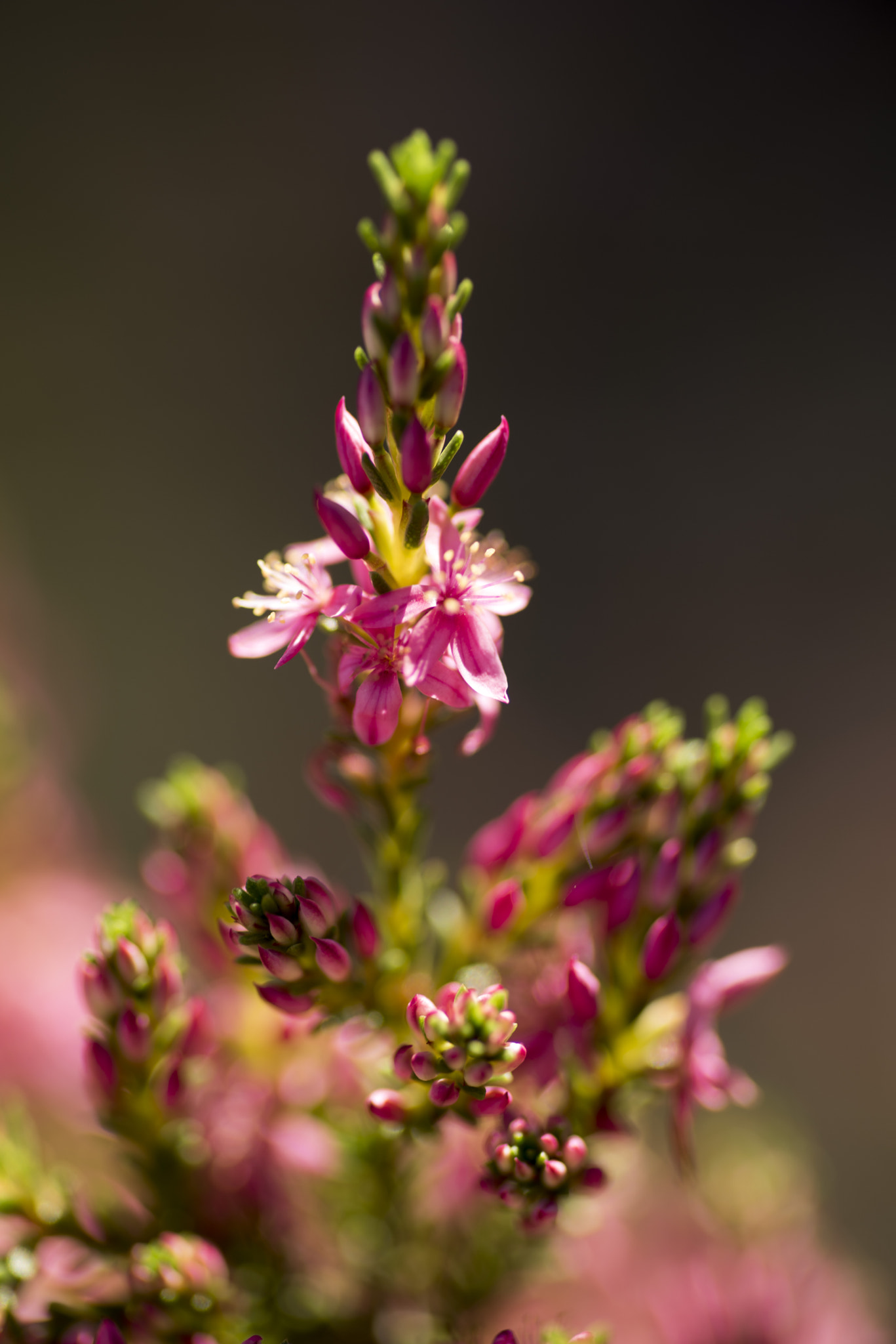 Nikon D810 sample photo. Unseen beauty of western australia photography