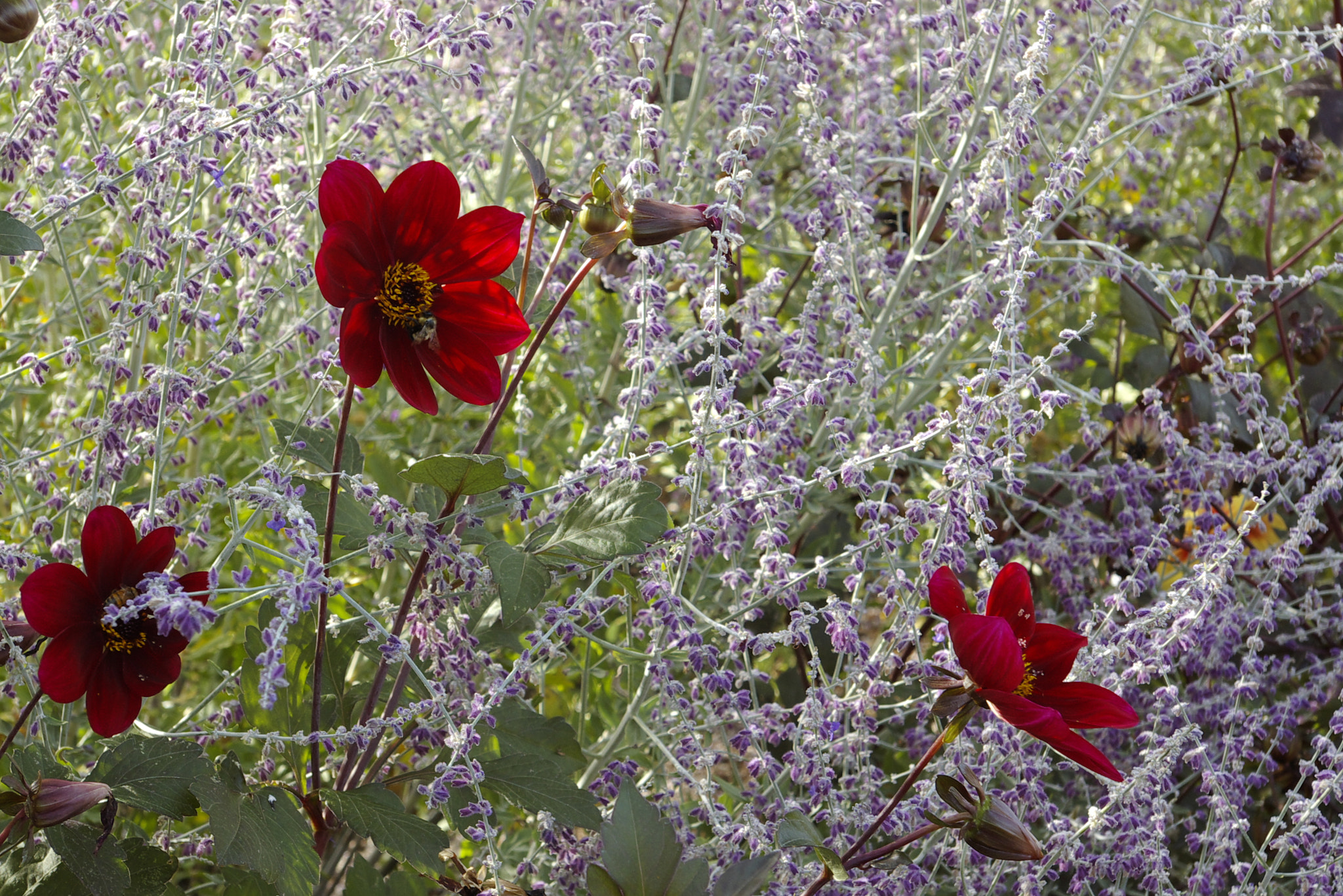 Pentax K100D sample photo. Red flowers and bee in wildflowers photography