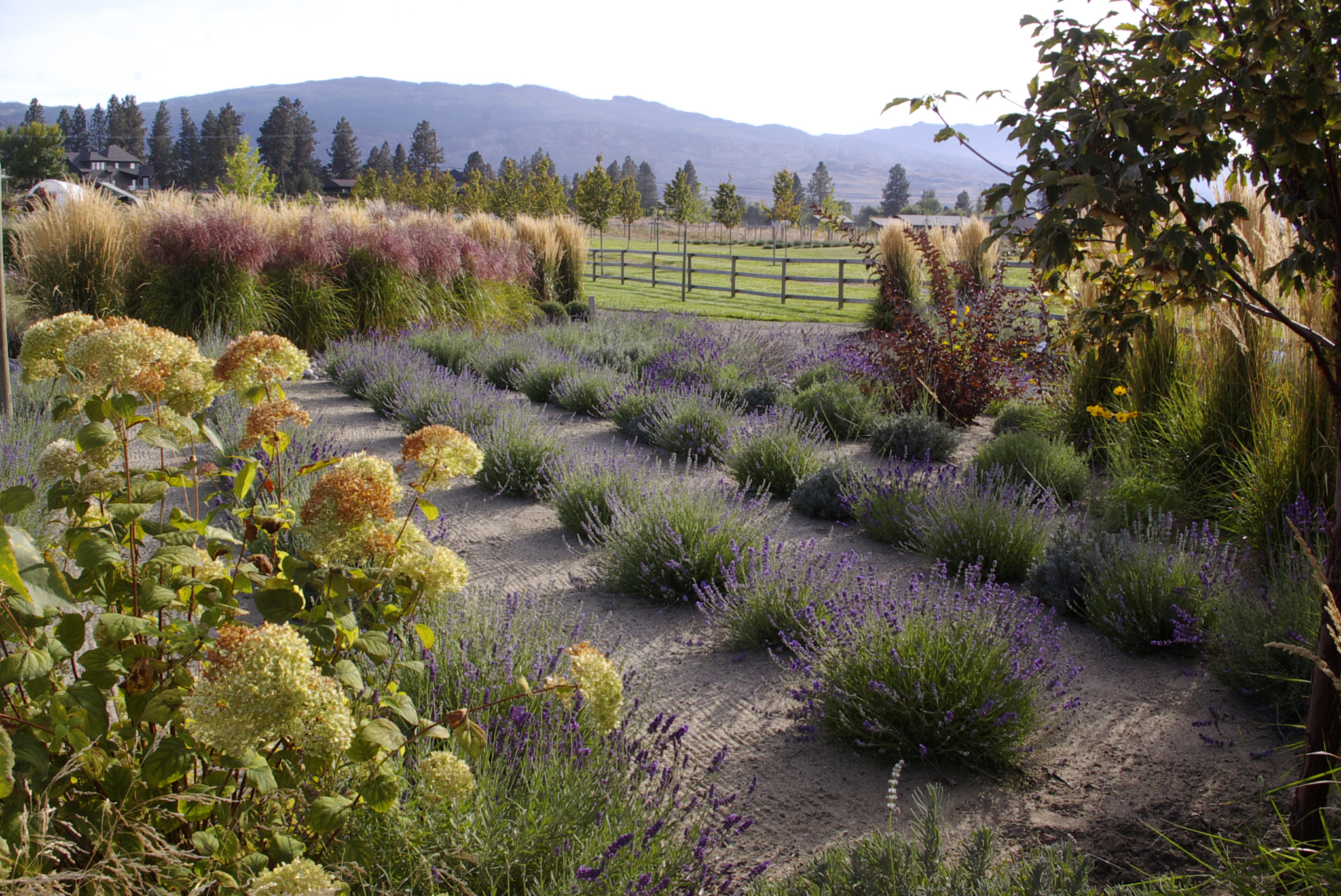 Pentax K100D sample photo. Lavender farm near kelowna photography